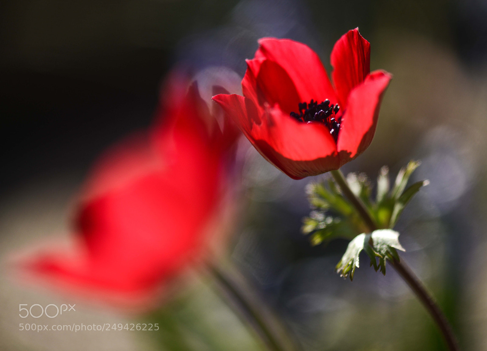 Nikon D800 sample photo. Manisa lalesi - anemone photography