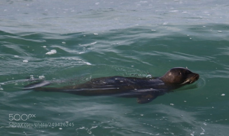 Canon EOS 100D (EOS Rebel SL1 / EOS Kiss X7) sample photo. Seal photography