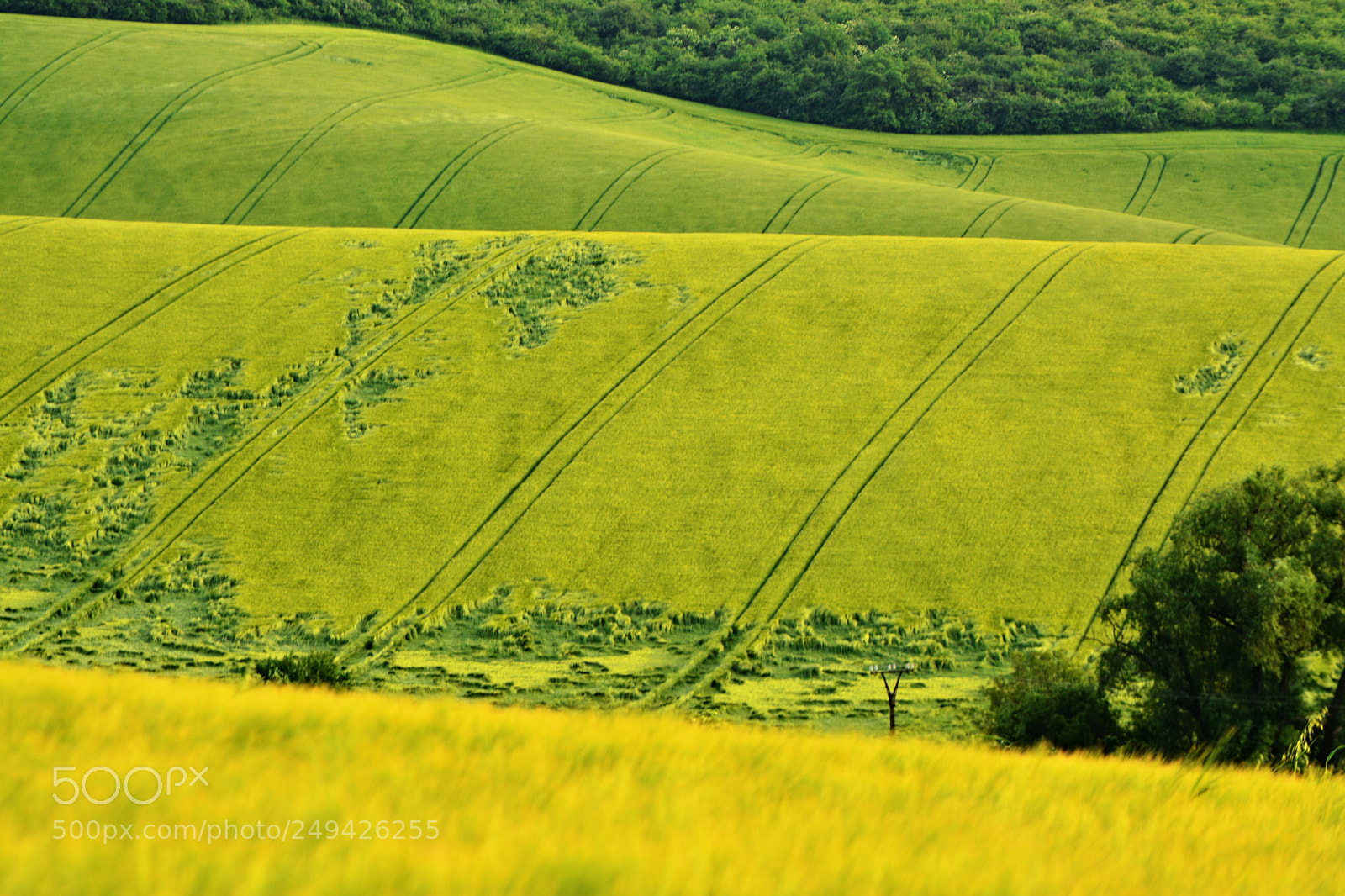 Nikon D7100 sample photo. In the green photography