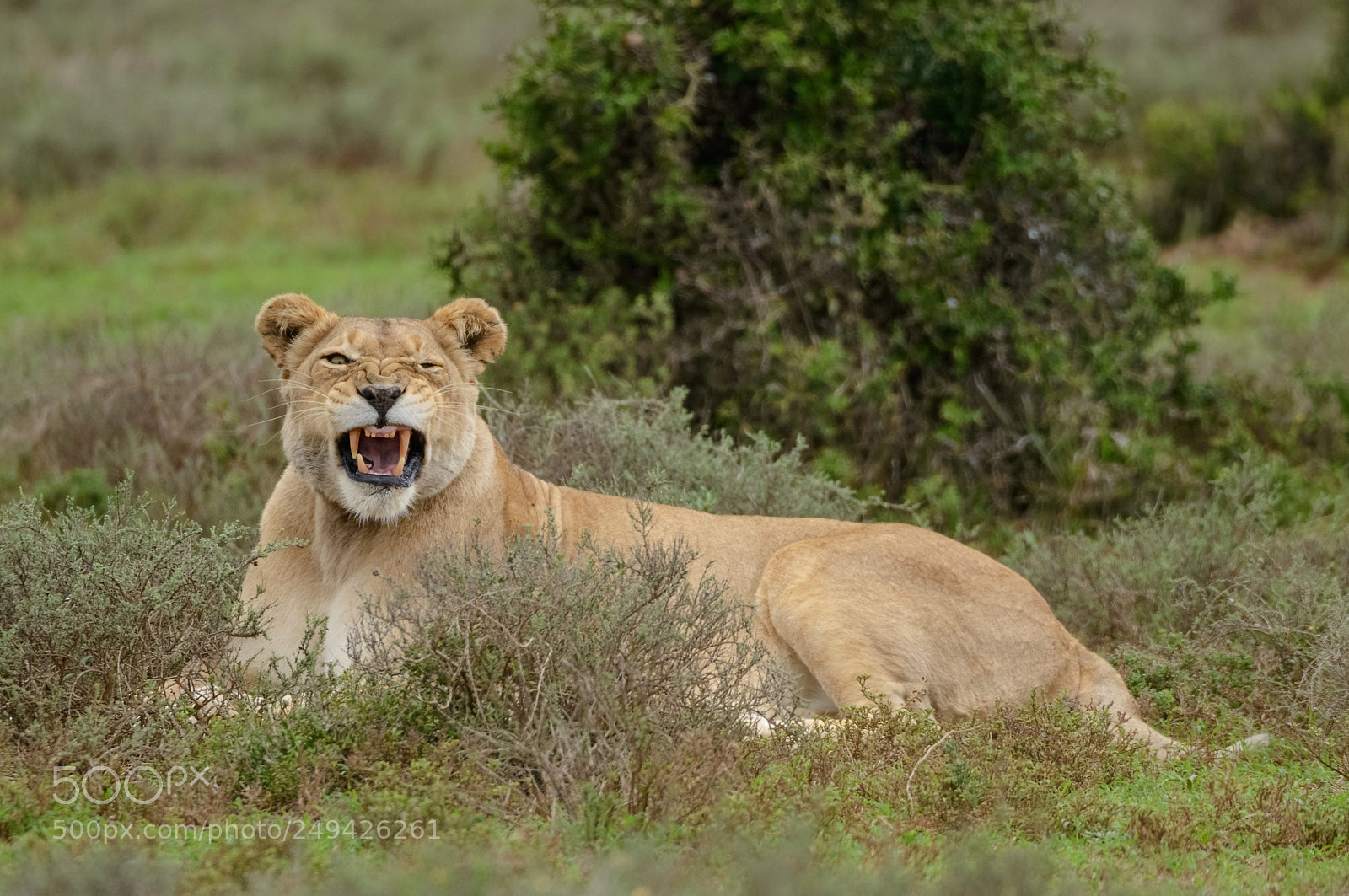 Nikon D800 sample photo. Lion female photography