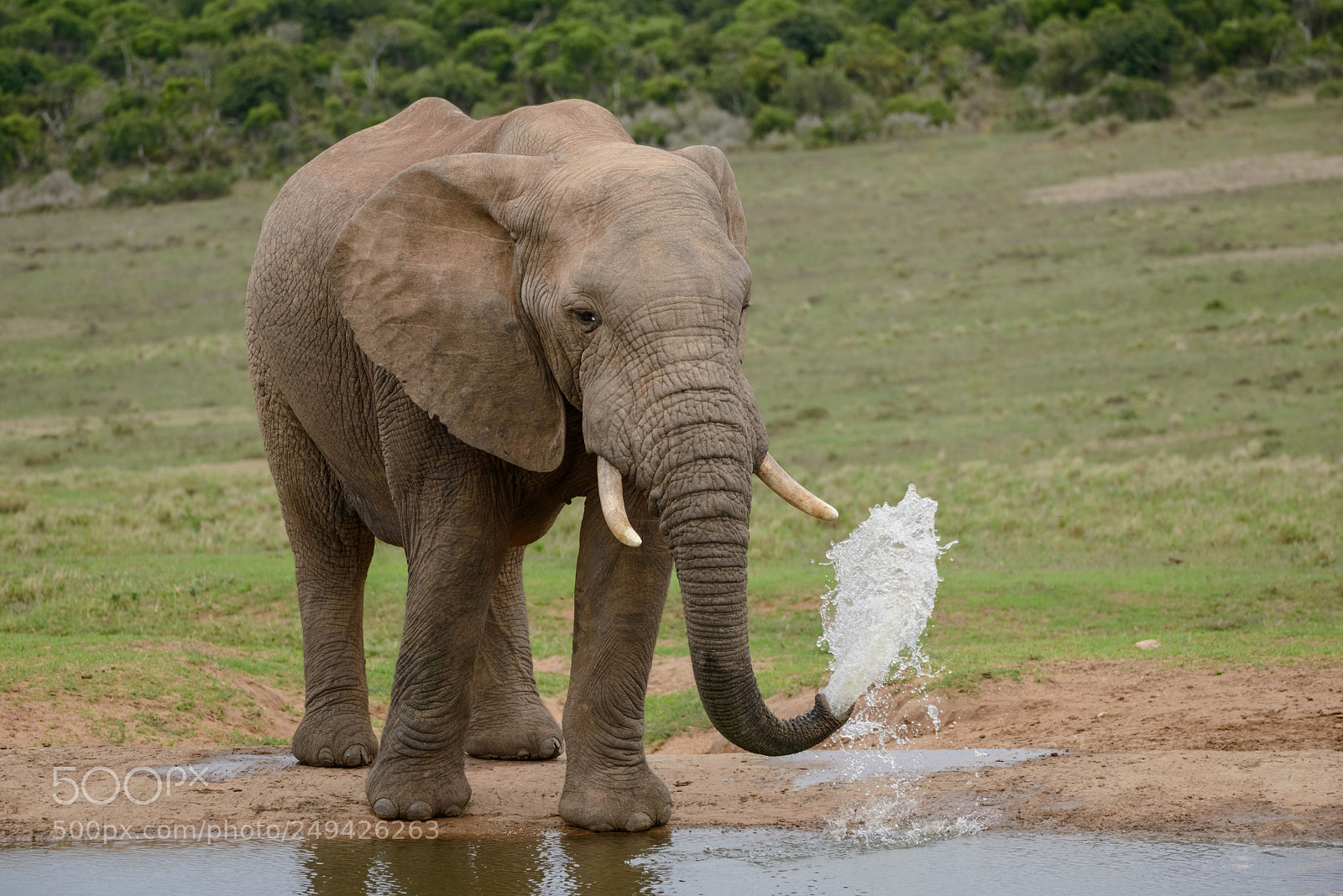 Nikon D800 sample photo. Elephant photography