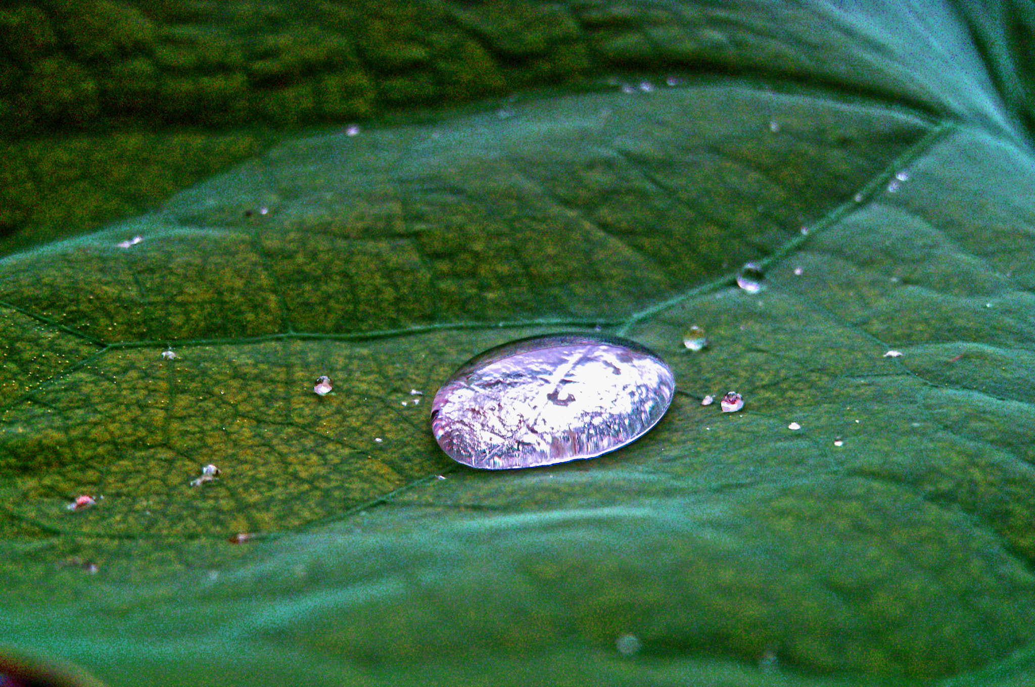 Kodak EASYSHARE C190 DIGITAL CAMERA sample photo. Water pearl photography