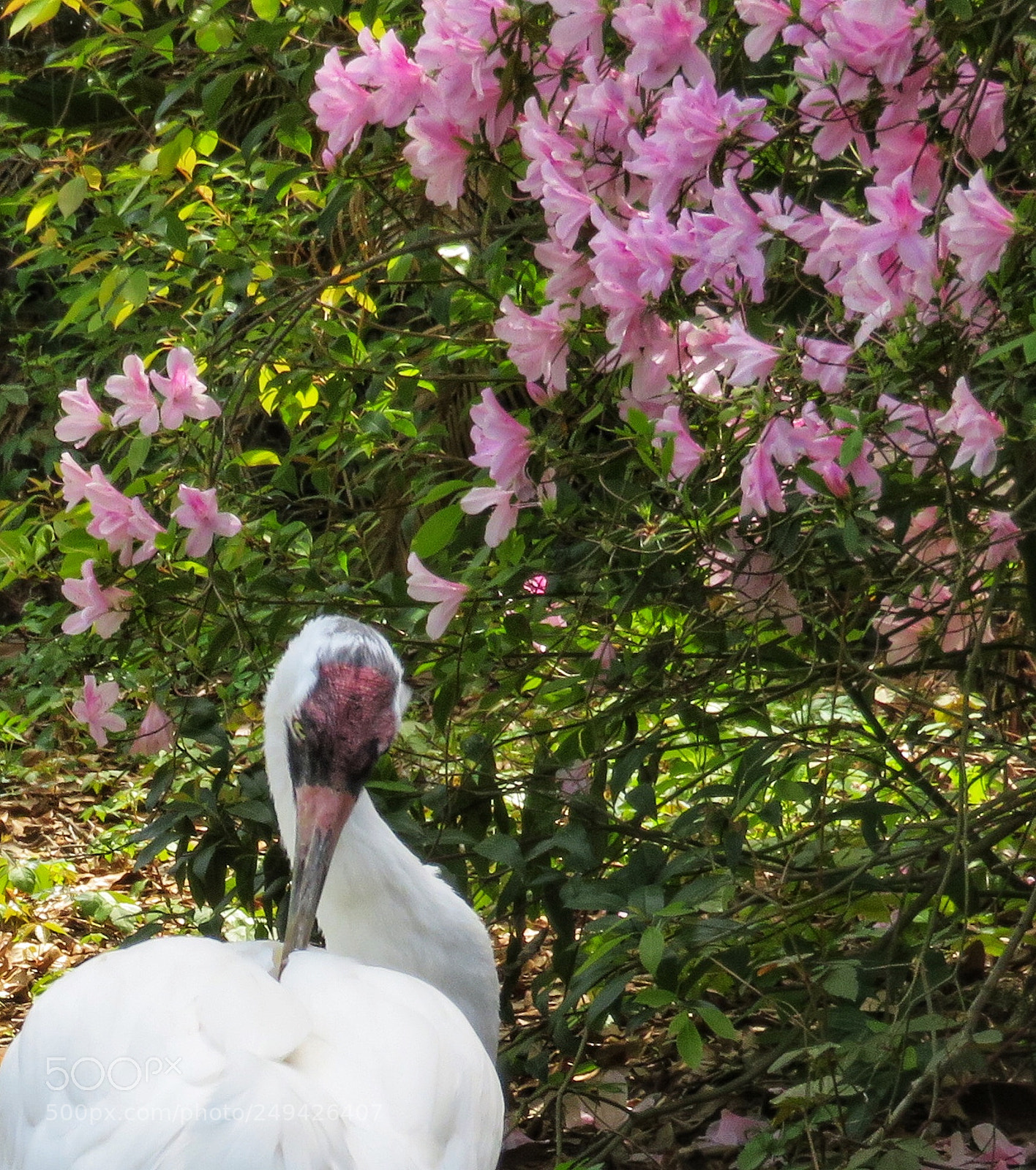 Canon PowerShot SX720 HS sample photo. Whooping crane in pink photography