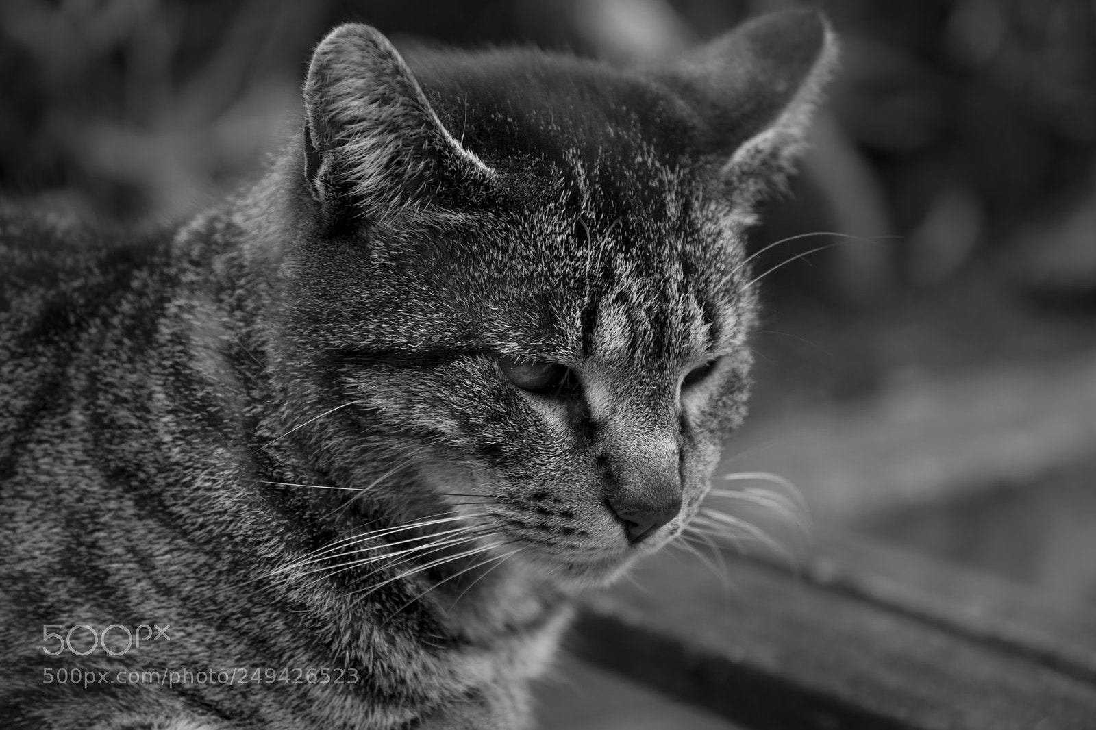 Nikon D5300 sample photo. Cat photography
