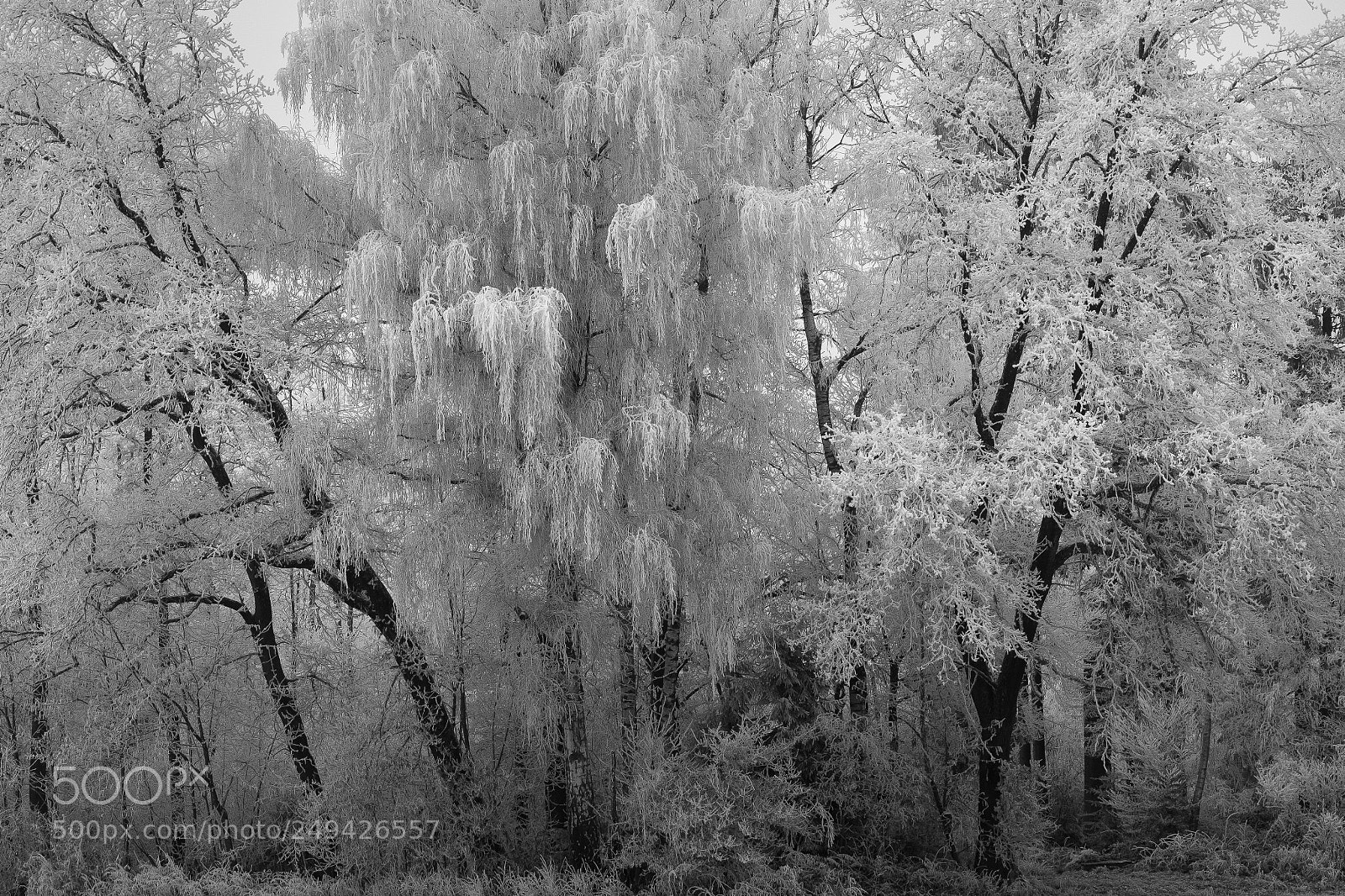 Fujifilm X-T2 sample photo. Frosted photography