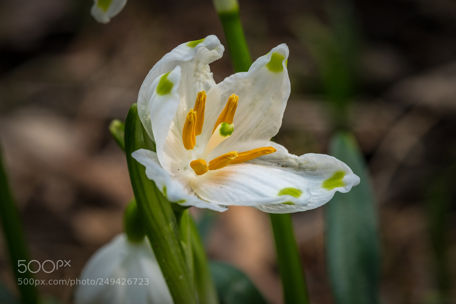 Fujifilm X-T1 sample photo. Frühlingsknotenblume (leucojum vernum) photography