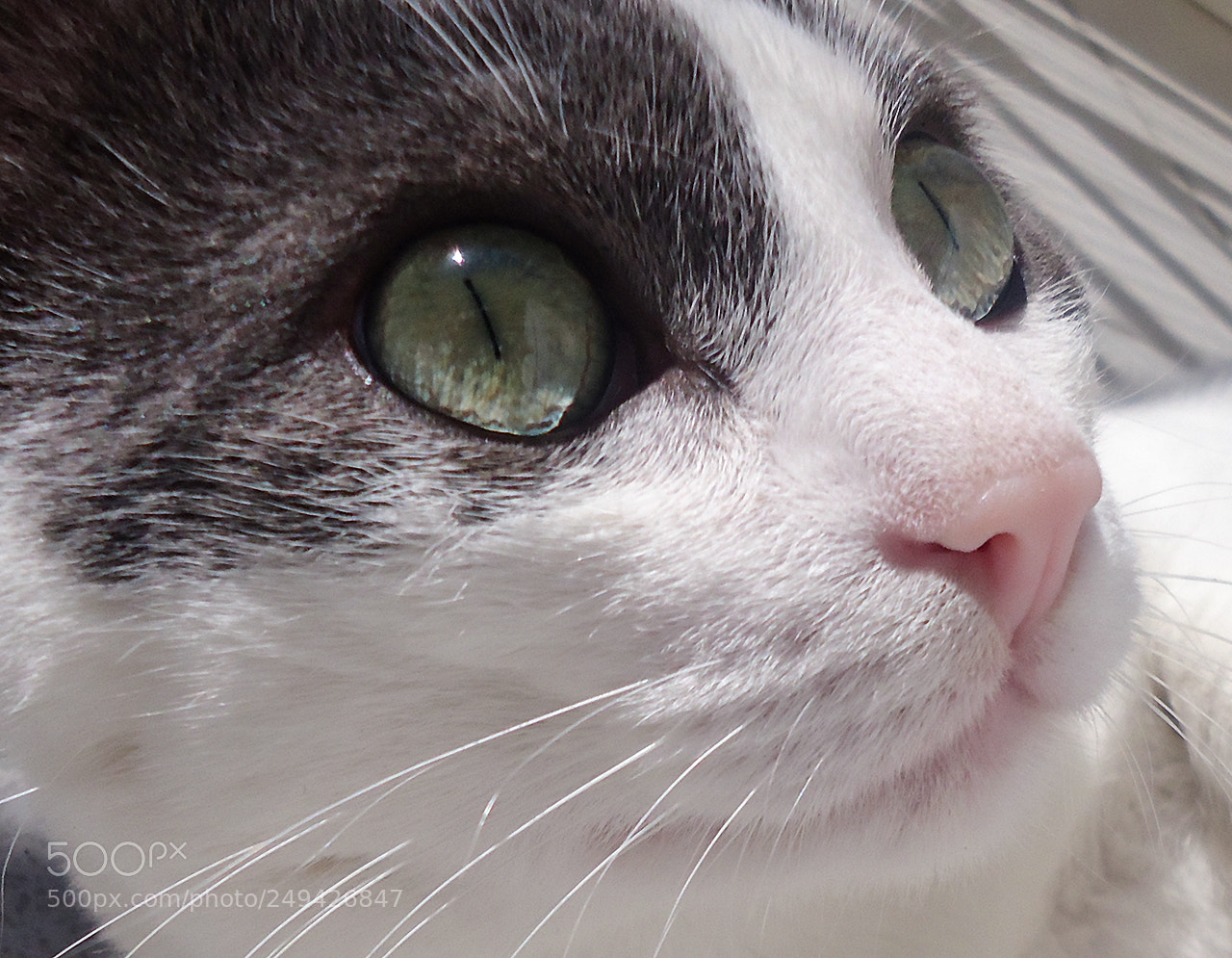 Sony Cyber-shot DSC-W610 sample photo. Sweet bonitakis photography