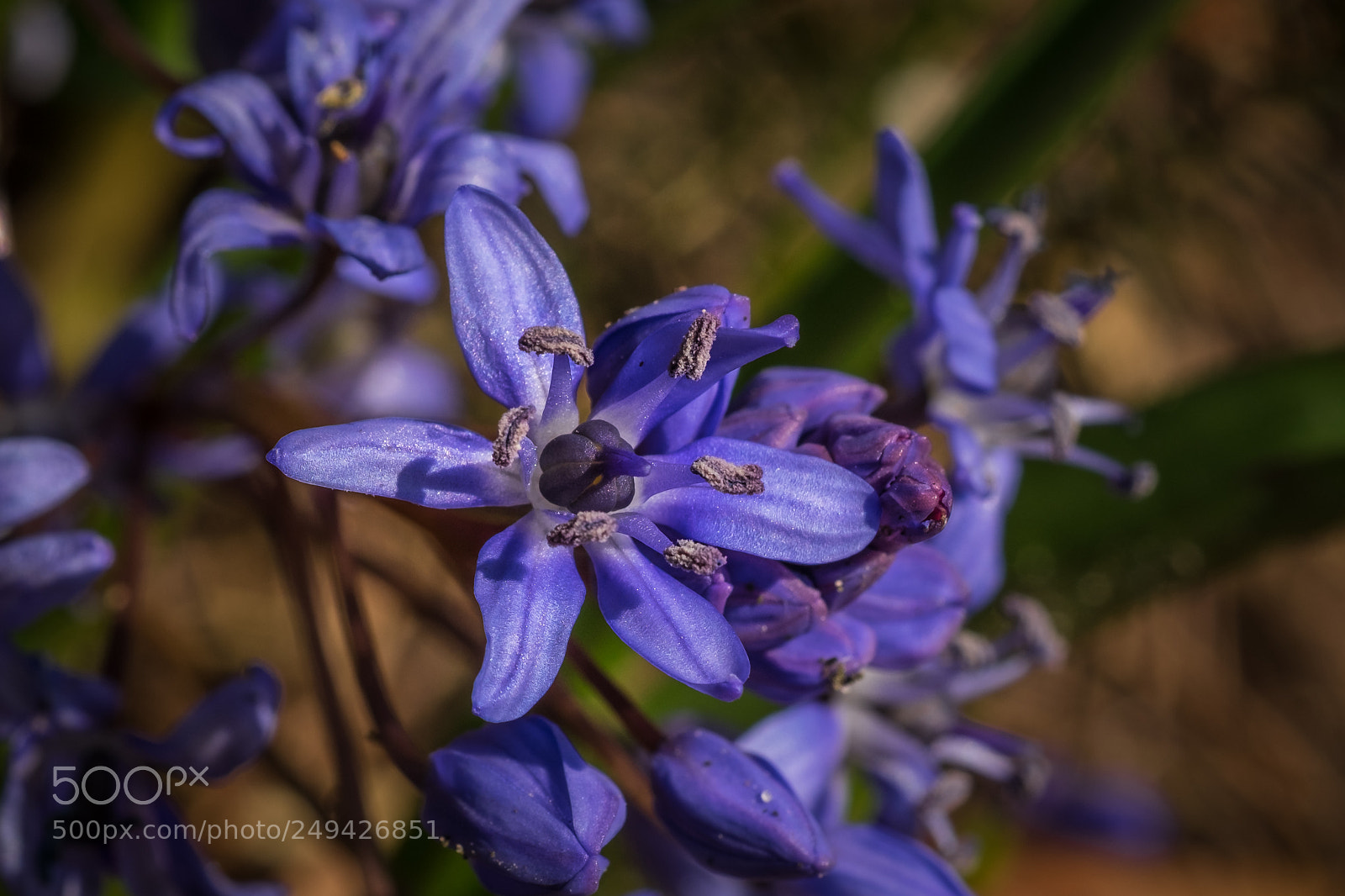 Fujifilm X-T1 sample photo. Zweibl ttriger blaustern scilla photography