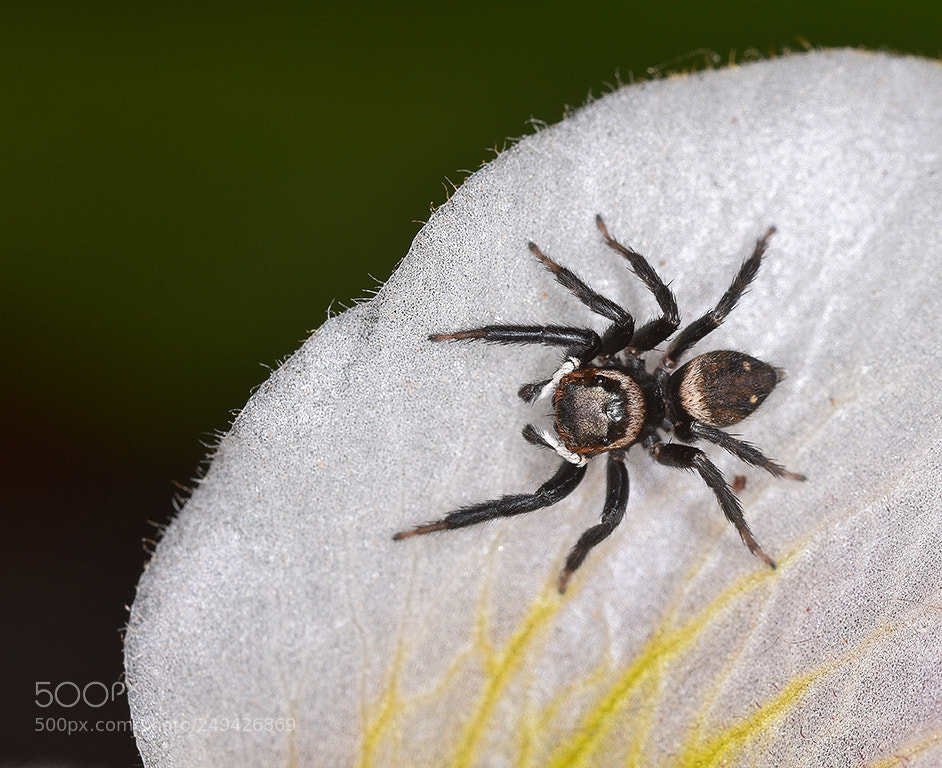 Nikon D7200 sample photo. Aranyeta a petal ramificat photography