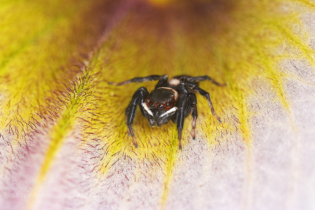 Nikon D7200 sample photo. Aranyeta en petal color photography