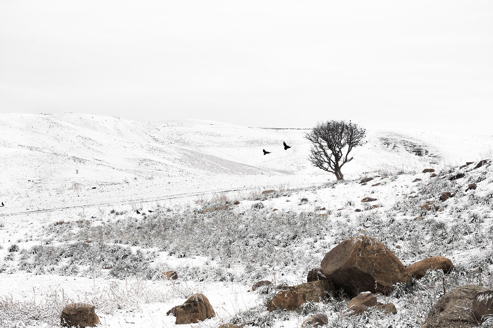 Nikon D7100 sample photo. The tree and the photography