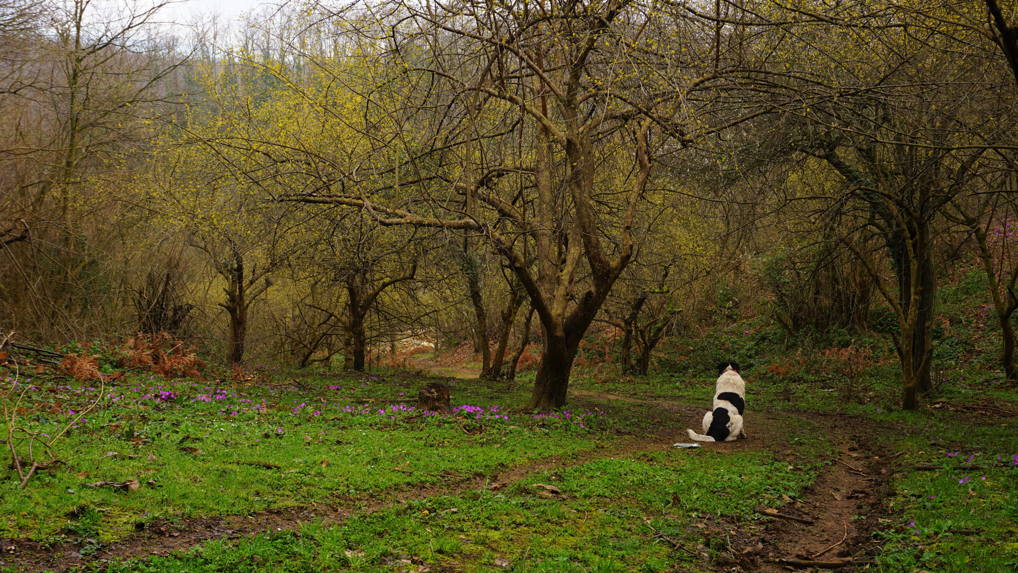 Sony a6000 + Sony E 18-50mm F4-5.6 sample photo. Dog vitali enjoying the sight of cornell cherry trees / in the woods of istanbul photography