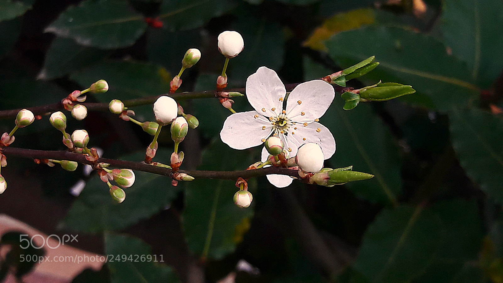 Samsung Galaxy A5(2016) sample photo. Flower photography