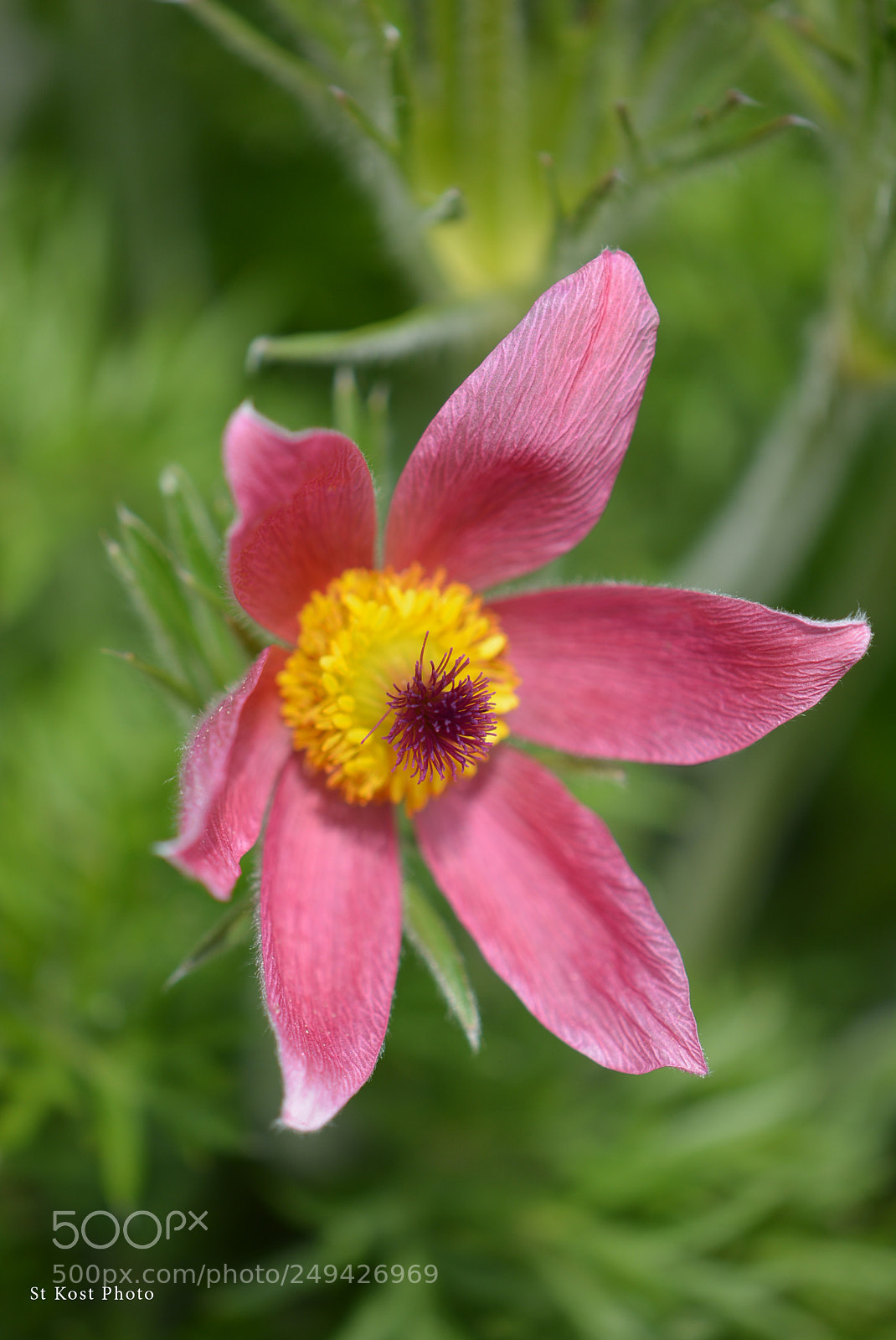 Nikon D5200 sample photo. Pulsatilla photography