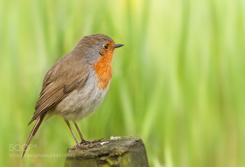 Canon EOS 50D sample photo. Robin photography