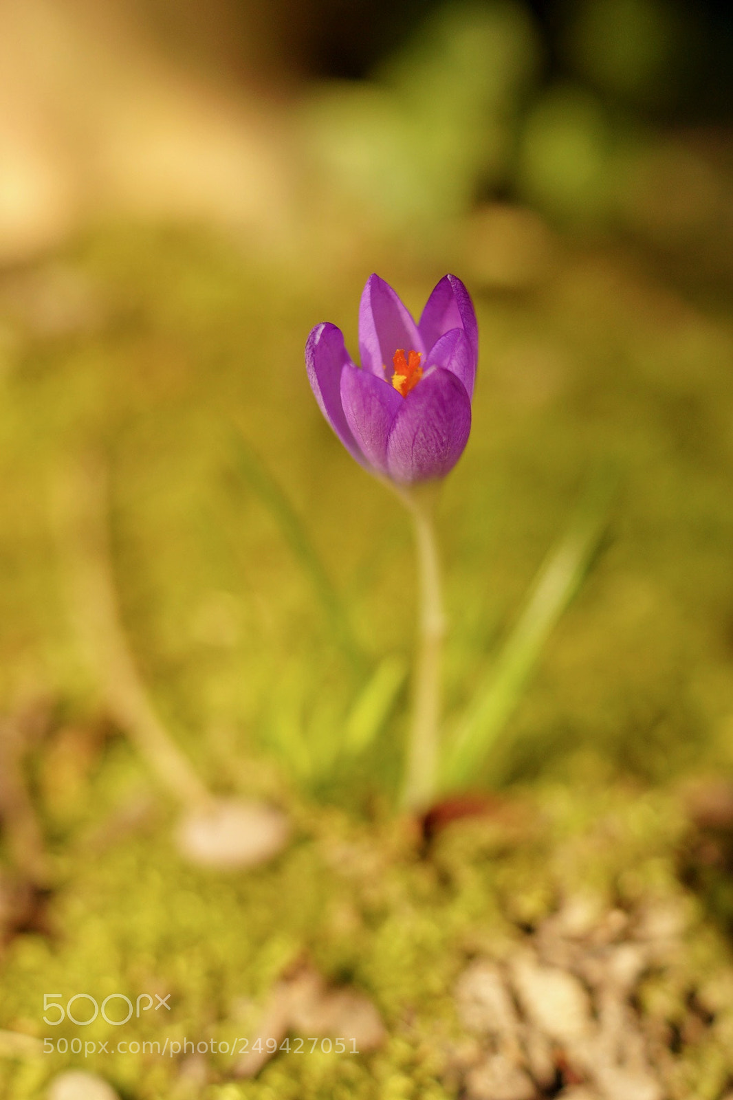 Sony ILCA-77M2 sample photo. One flower doesn t photography