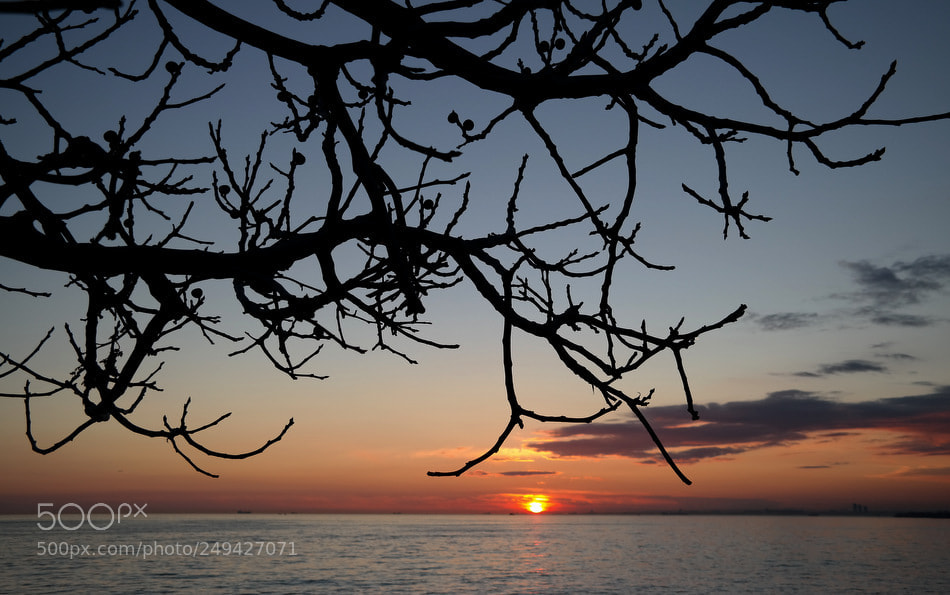 Samsung NX300 sample photo. Evening tree photography