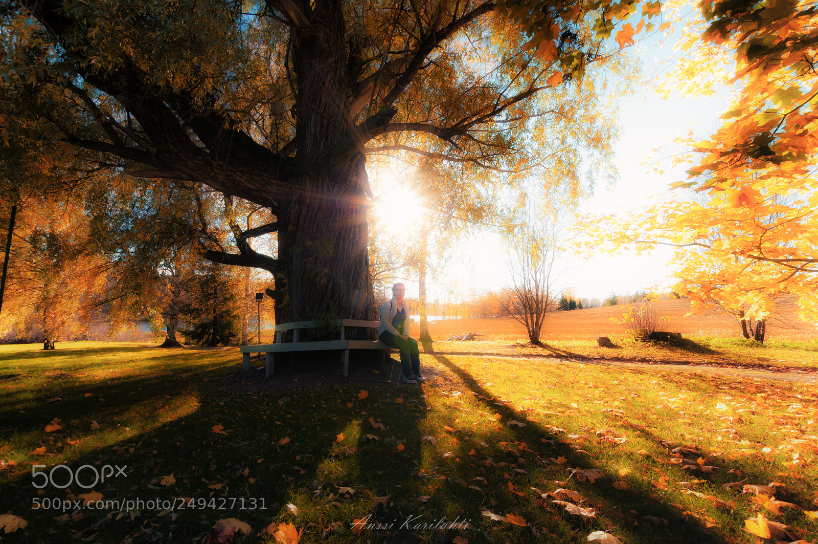 Nikon D300 sample photo. Autumn sun photography