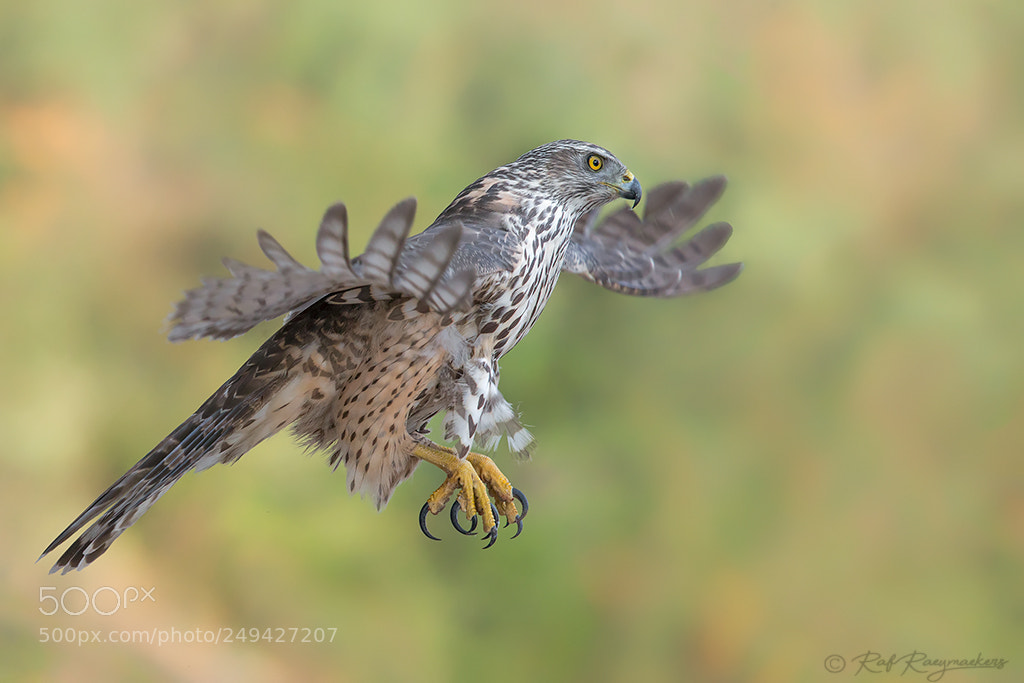 Canon EOS-1D X sample photo. Goshawk in flight photography