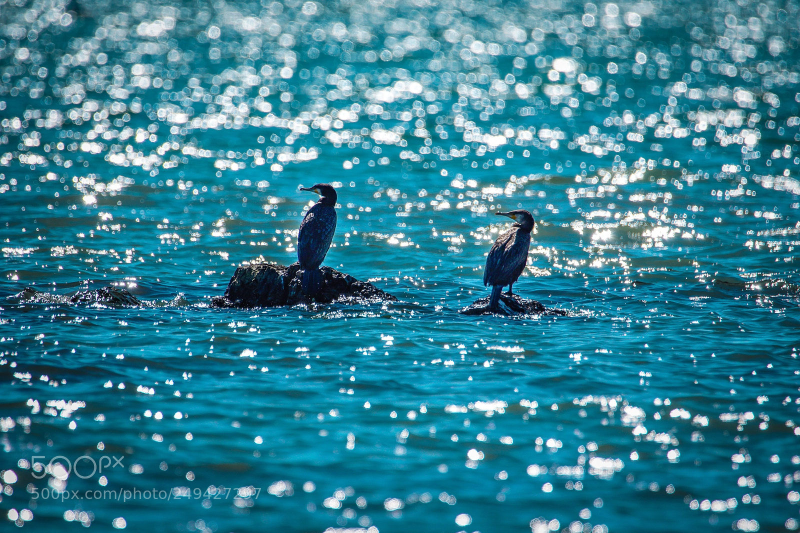 Sony a6500 sample photo. Cormorants on the stones photography
