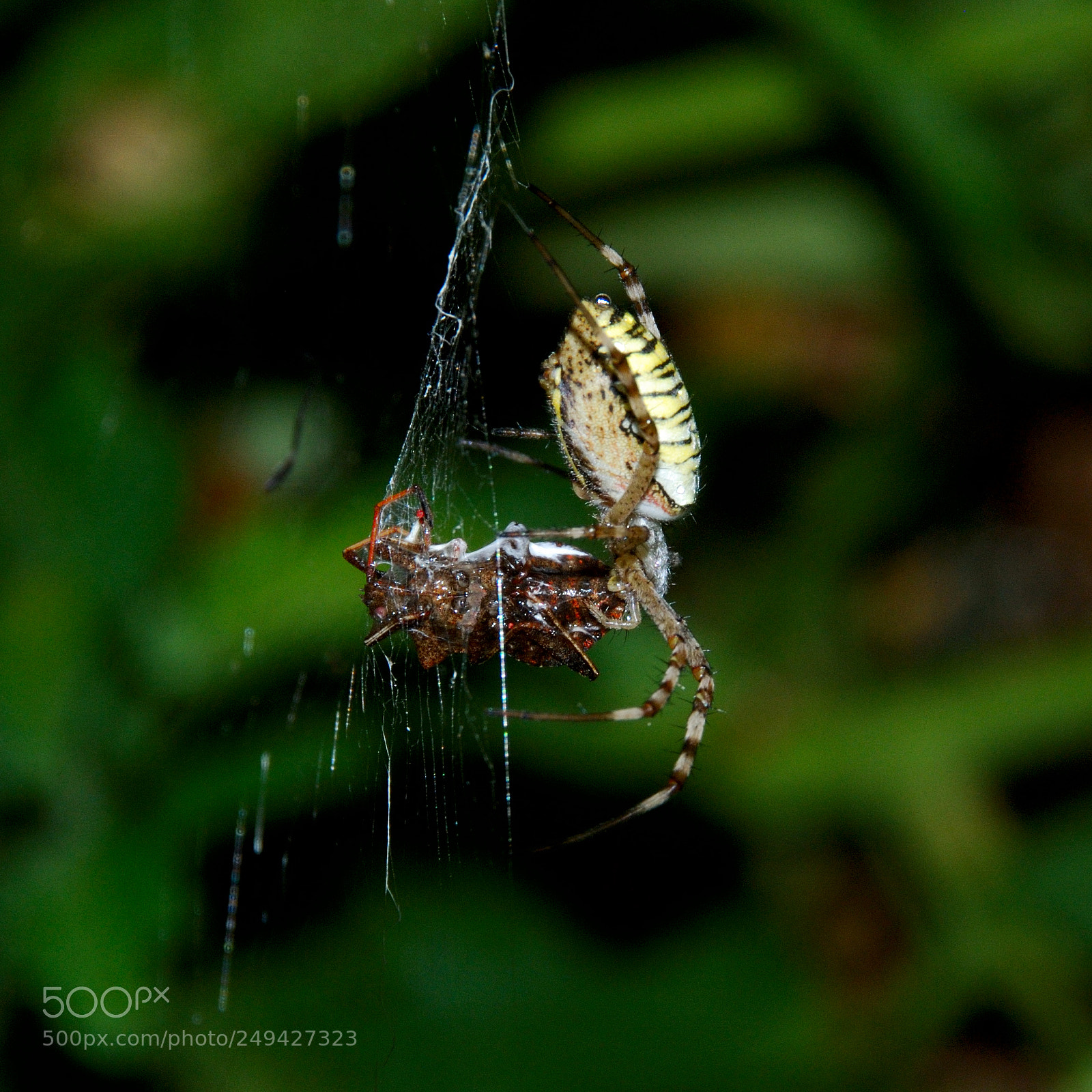 Nikon D60 sample photo. Spider's dinner photography