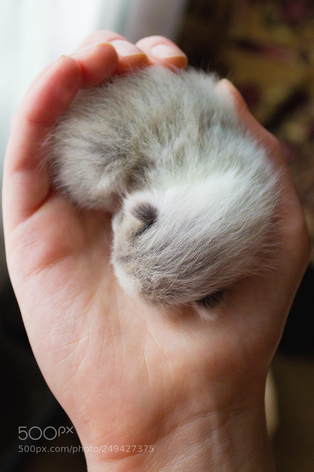 Canon EOS 1200D (EOS Rebel T5 / EOS Kiss X70 / EOS Hi) sample photo. Newborn kitty photography