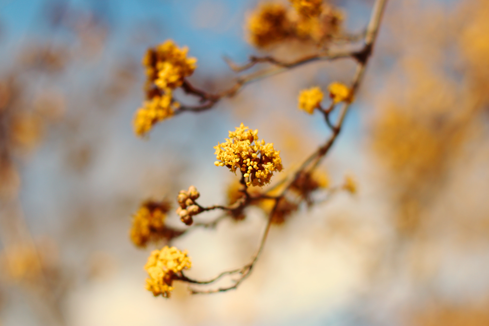 Canon EOS 80D + Canon EF 50mm F1.4 USM sample photo. Sun, sun, sun photography