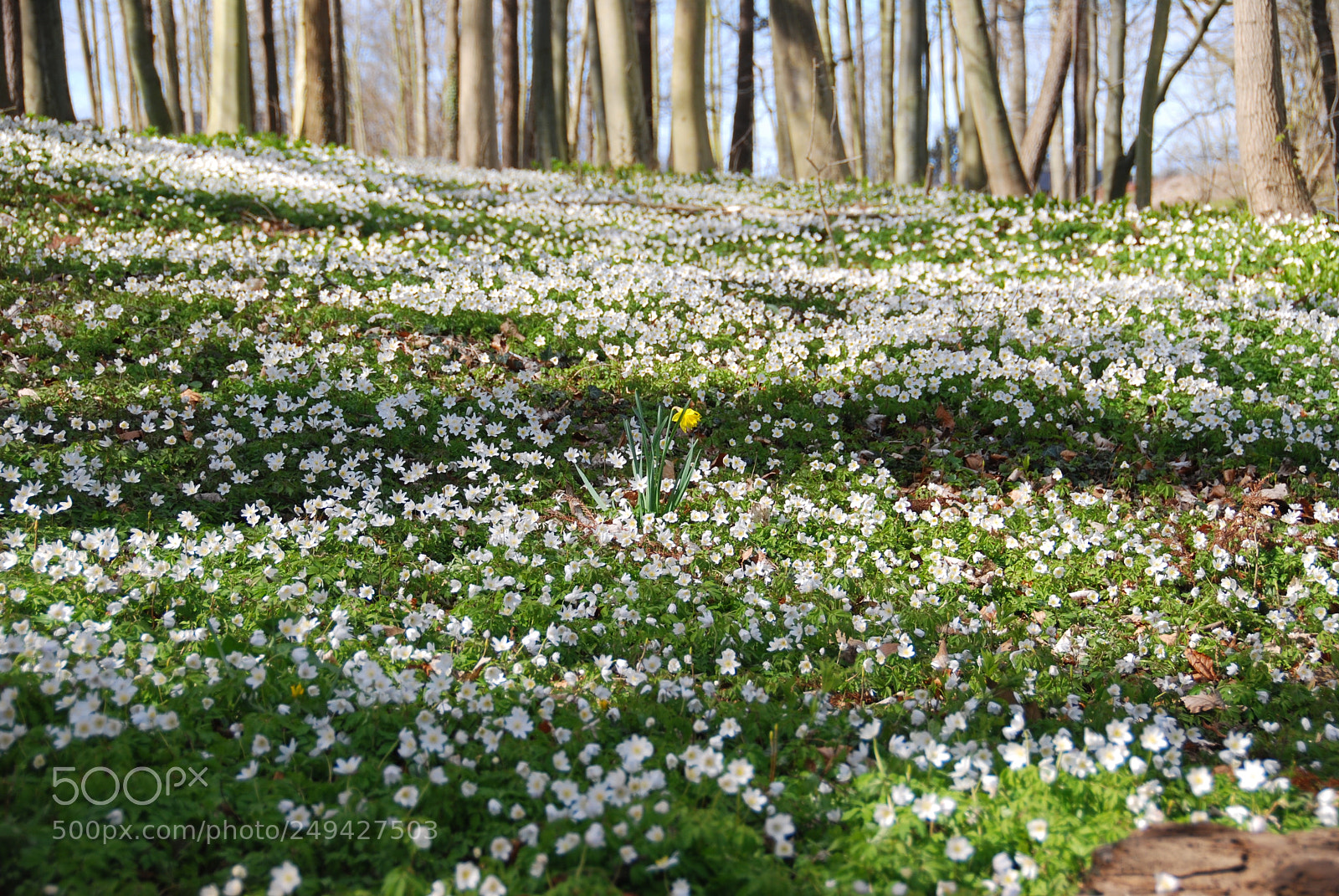 Nikon D40X sample photo. Springtime photography
