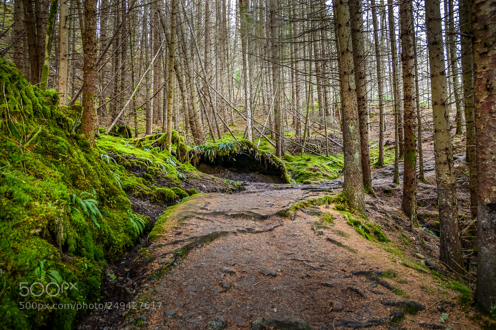 Nikon D7100 sample photo. Forest path photography