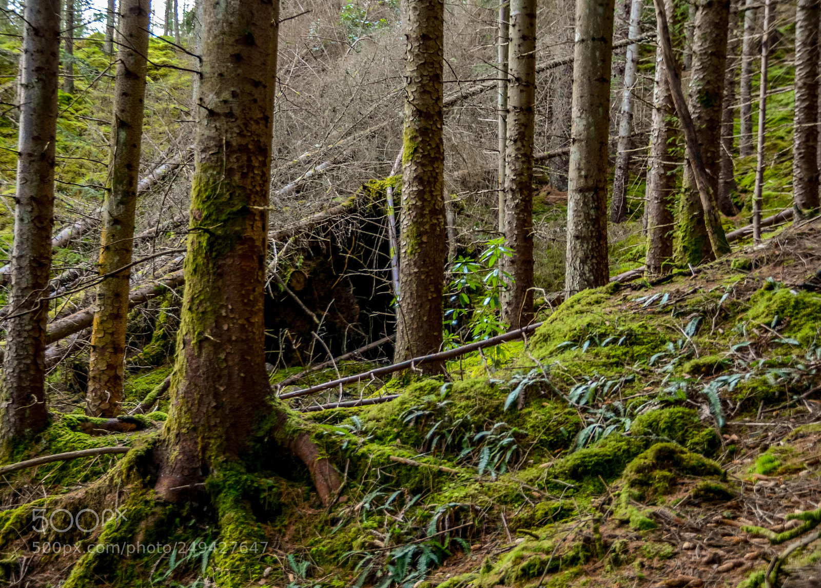 Nikon D7100 sample photo. Woodland trees photography
