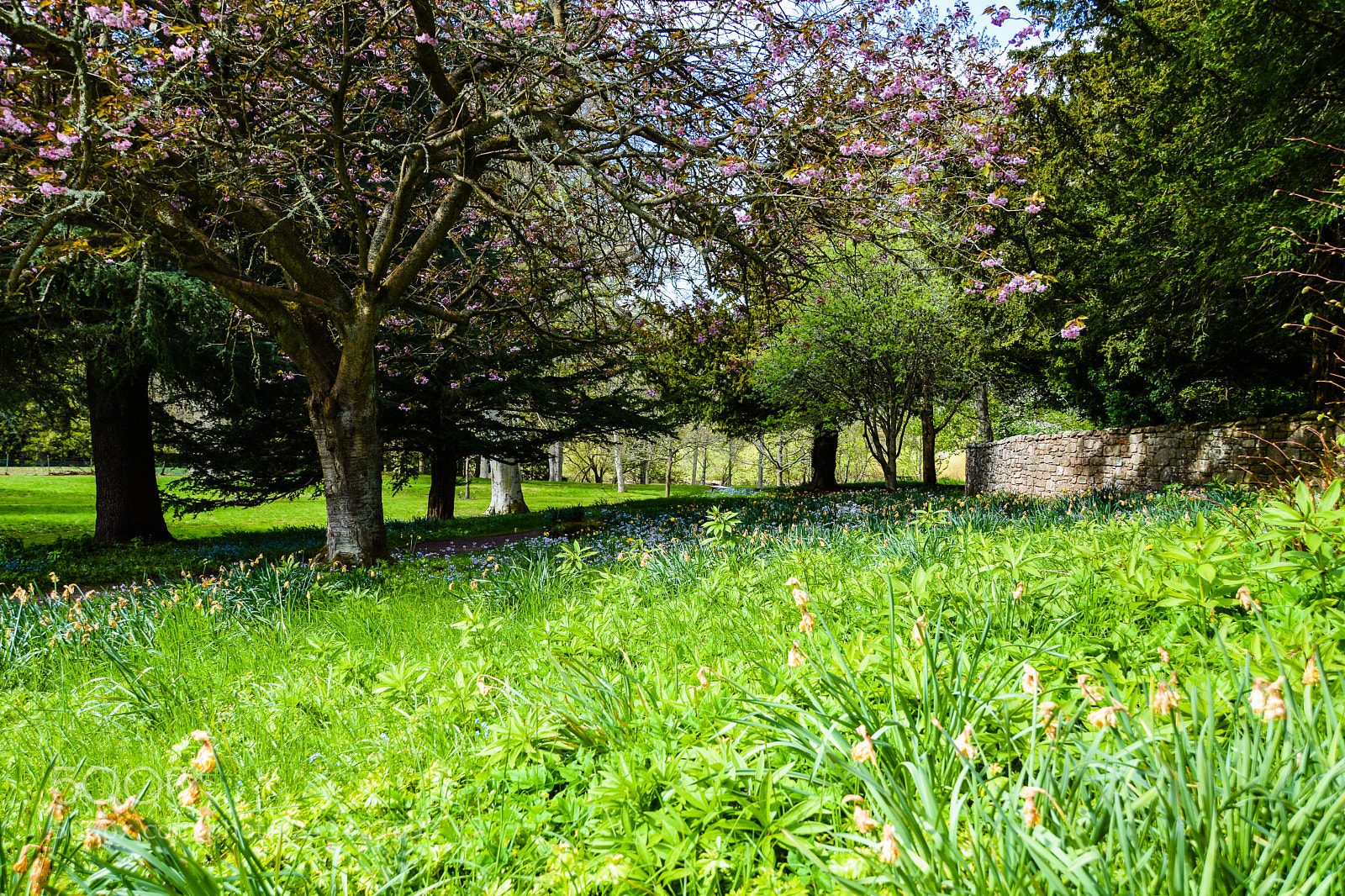 Nikon D7100 sample photo. Summer meadow photography