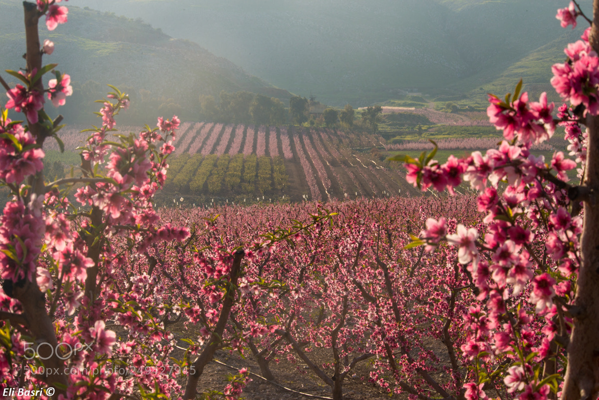 Nikon D800 sample photo. Plantations photography