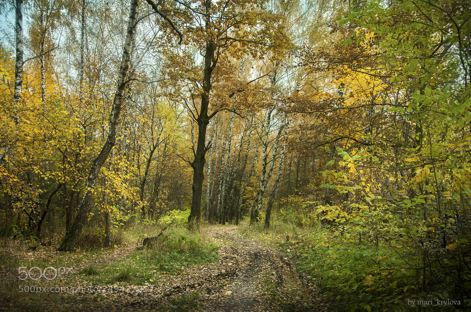 Nikon D90 sample photo. Autumn autumn photography