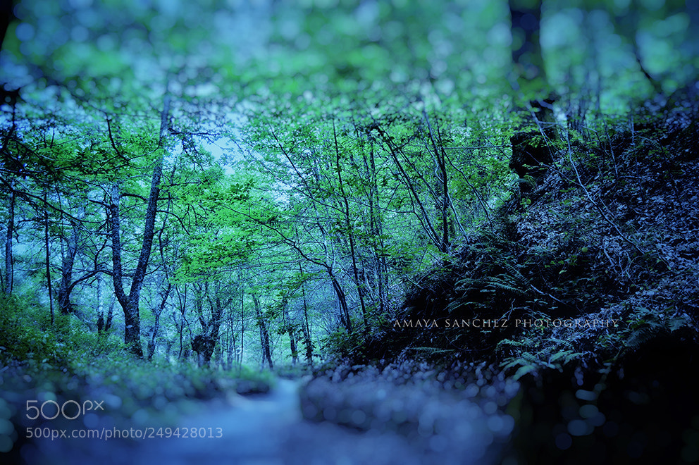 Nikon D3200 sample photo. "dreaming in blue.." photography