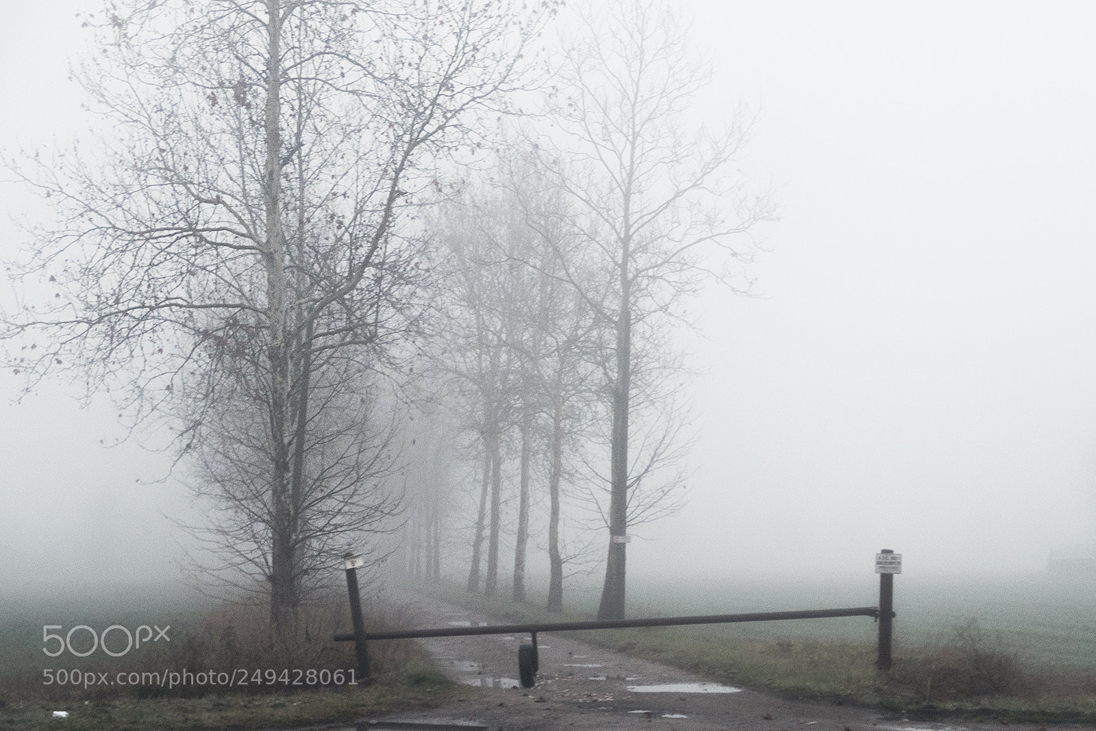 Fujifilm X-T2 sample photo. Viottolo alberato photography