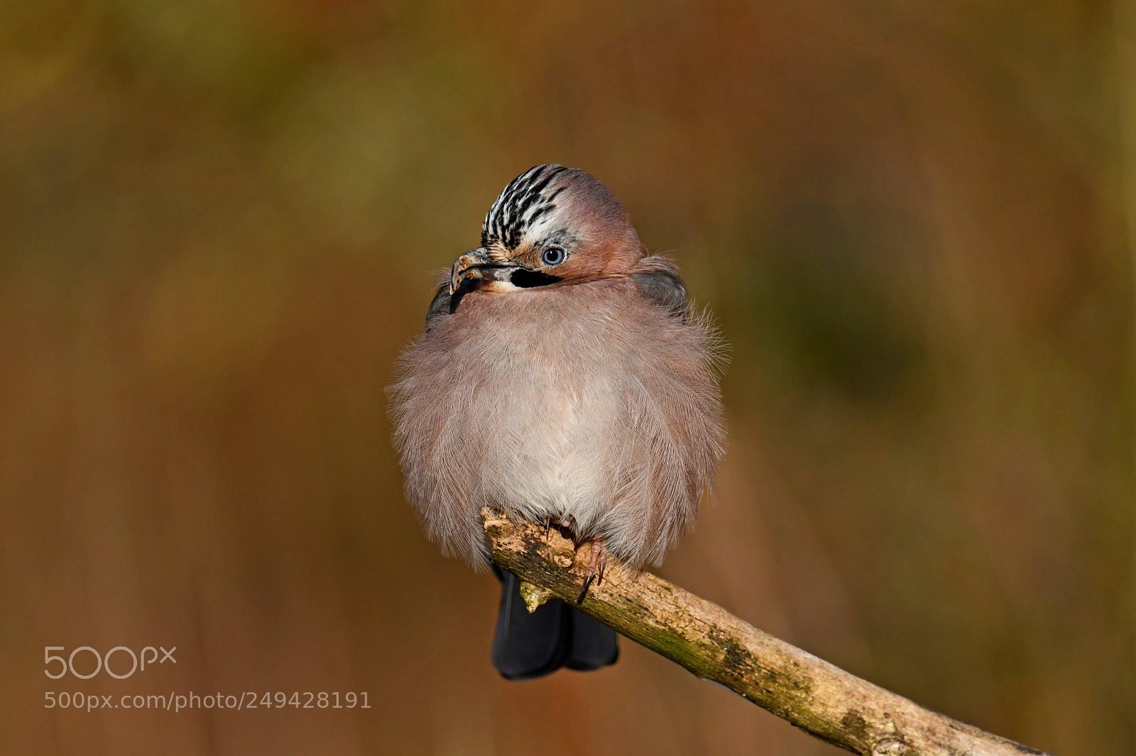 Nikon D500 sample photo. Eurasian jay photography