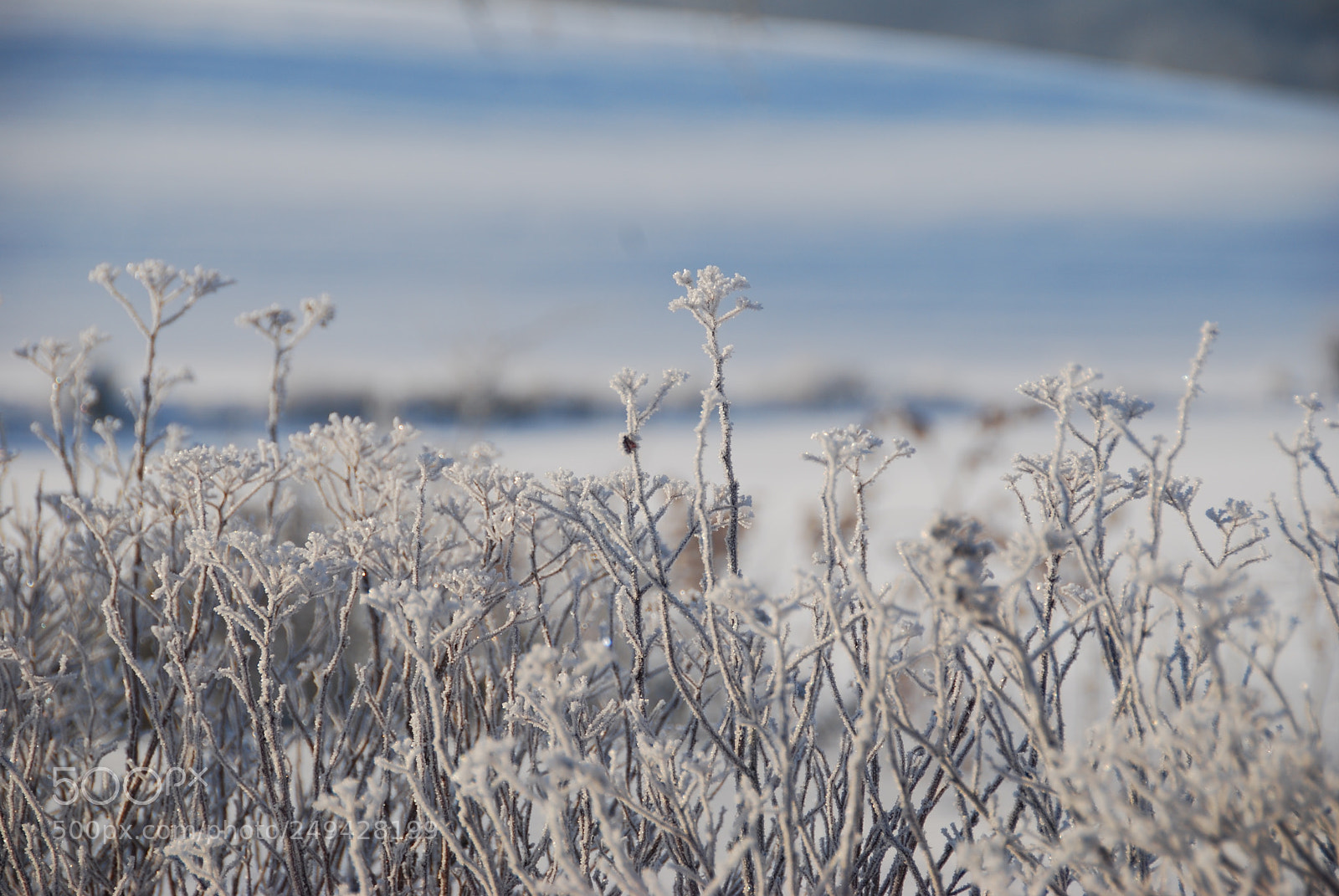 Nikon D40X sample photo. Winter photography