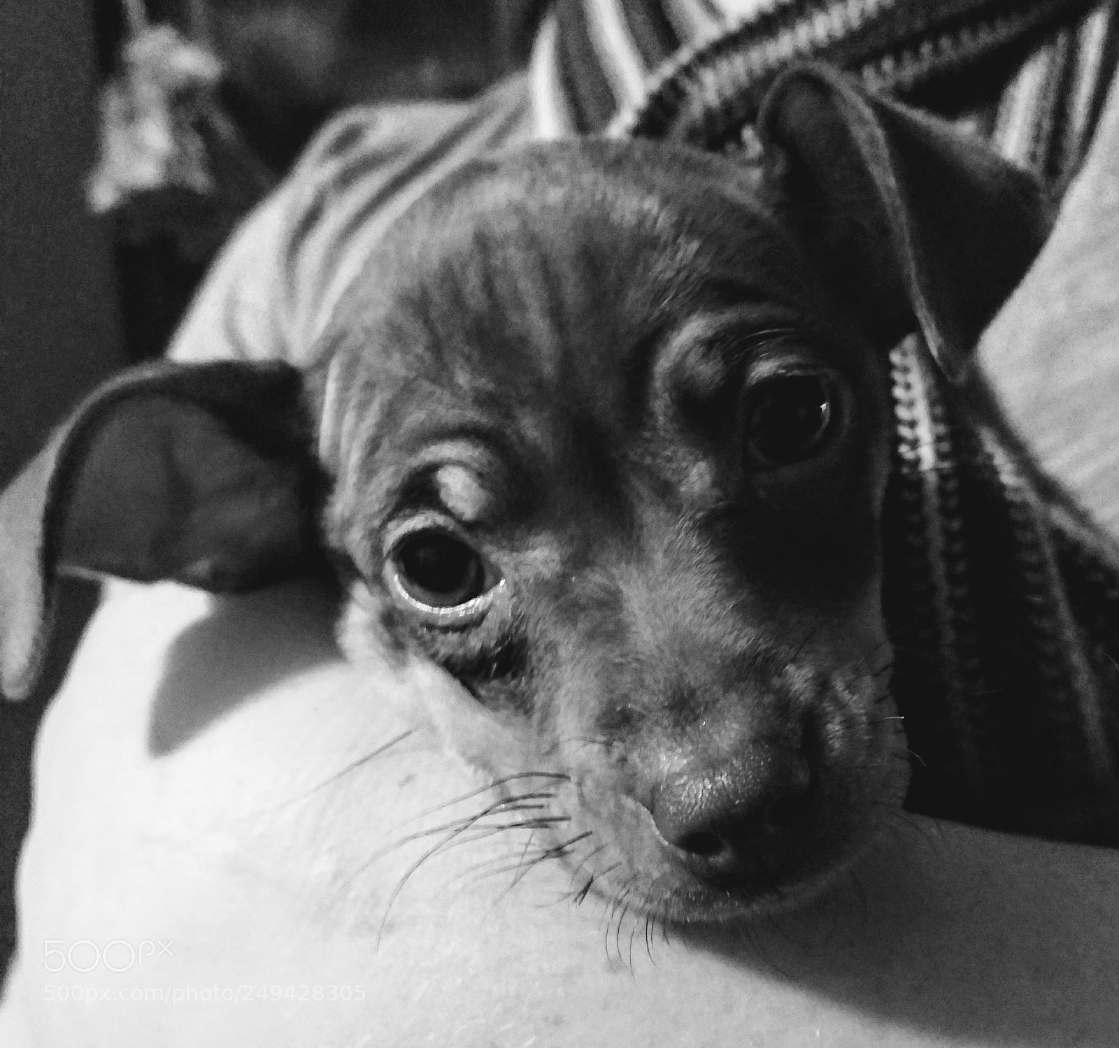 Motorola Moto Z (2) Play sample photo. Begging pup photography