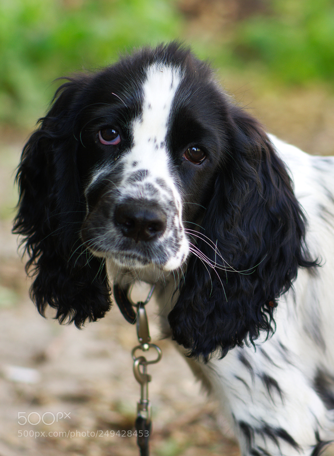 Pentax K-5 sample photo. Sad dog photography