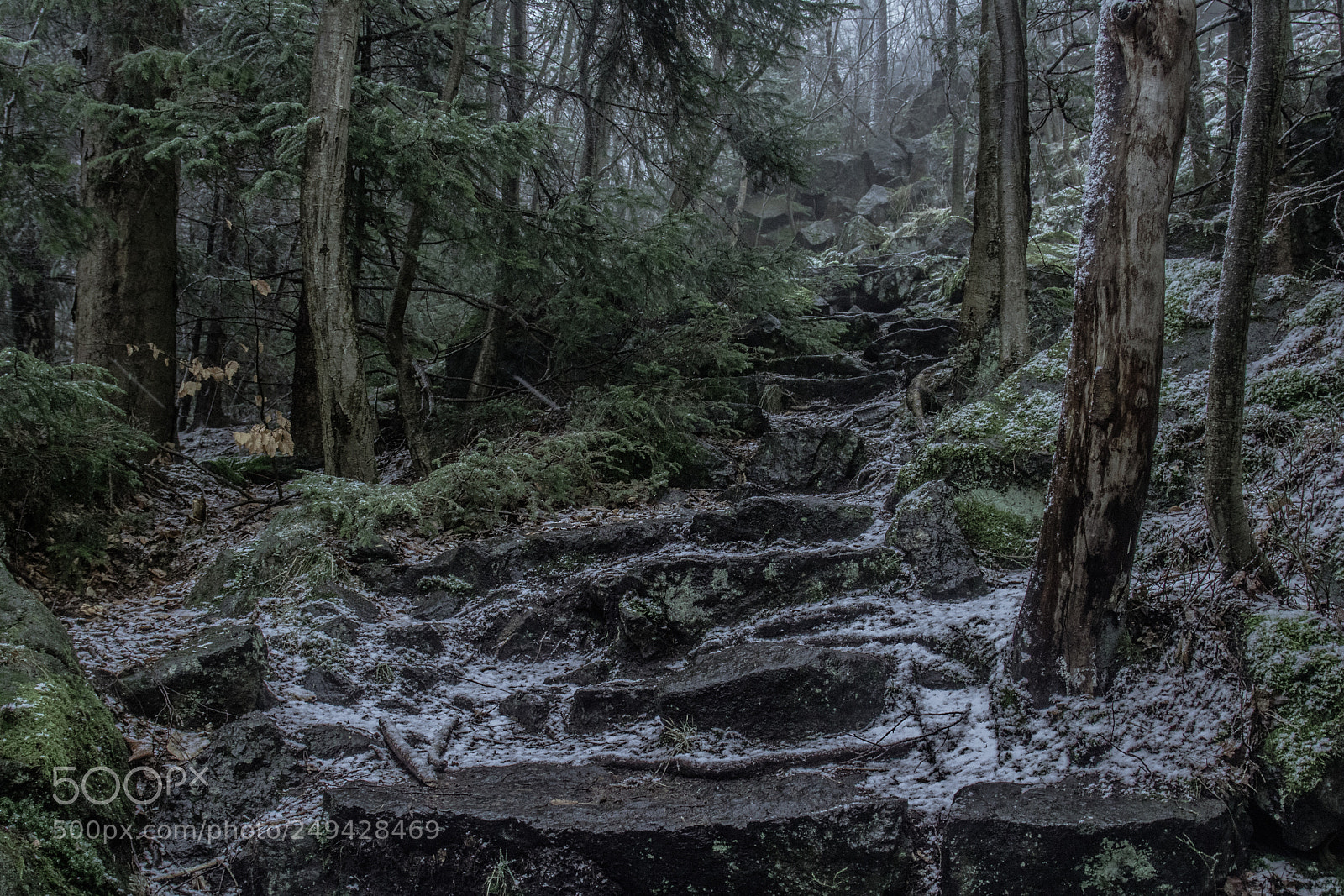 Canon EOS 760D (EOS Rebel T6s / EOS 8000D) sample photo. Foggy forest photography