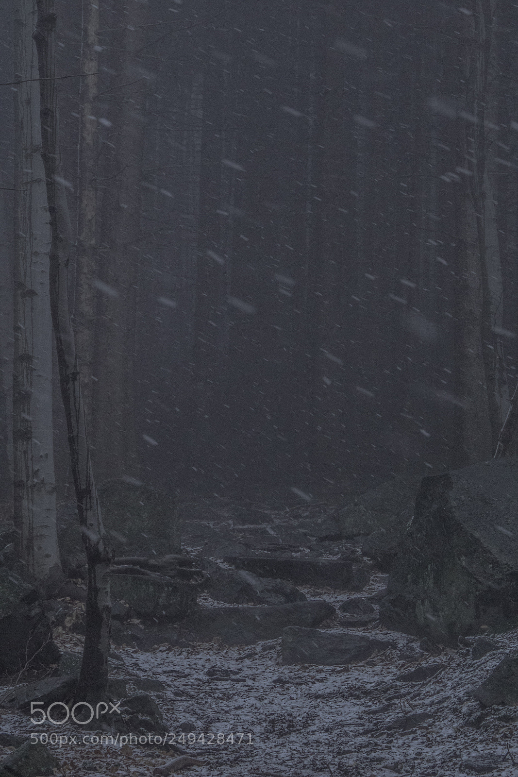 Canon EOS 760D (EOS Rebel T6s / EOS 8000D) sample photo. Foggy forest photography