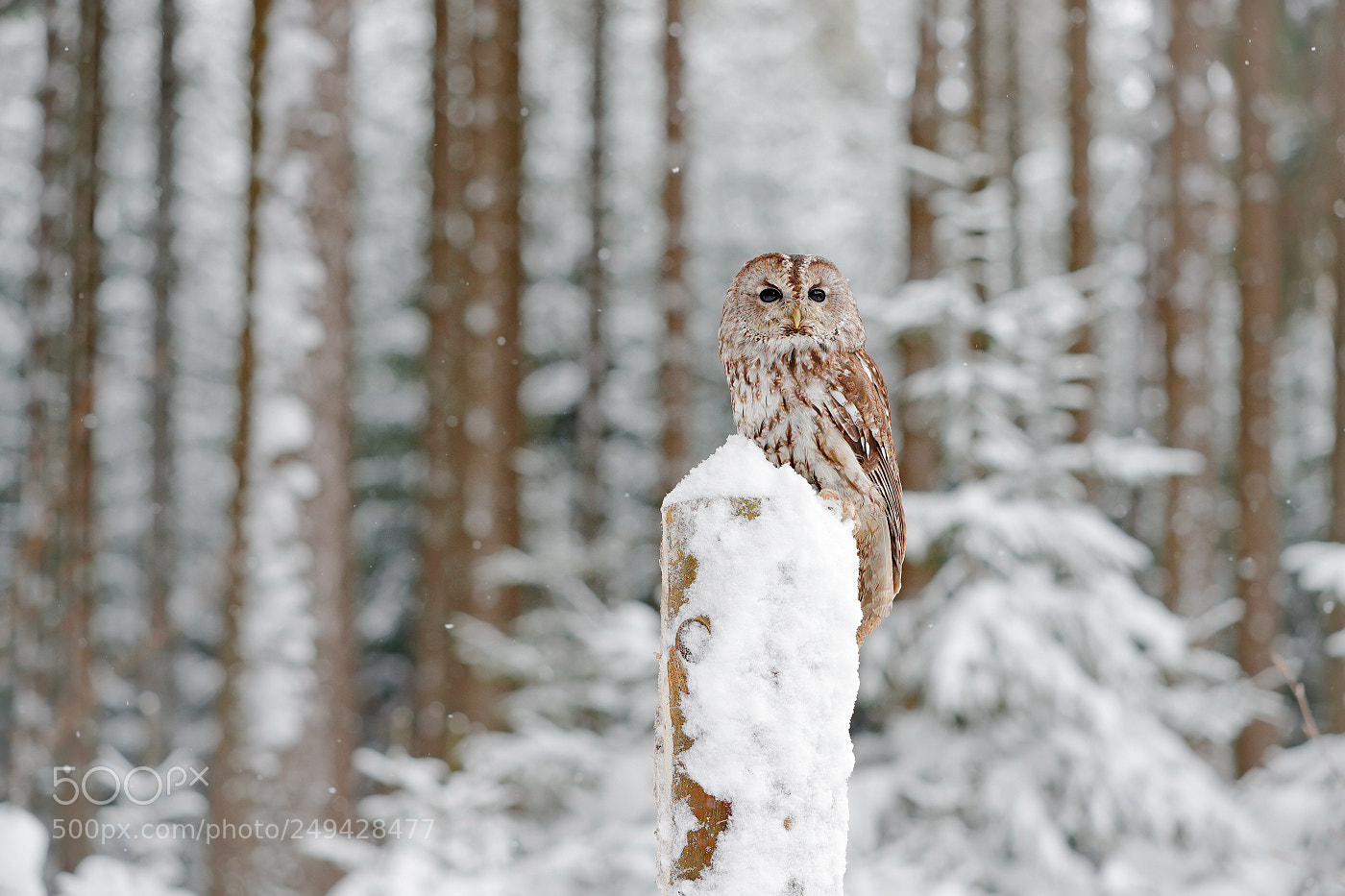 Canon EOS-1D X Mark II sample photo. Tawny owl (strix aluco) photography