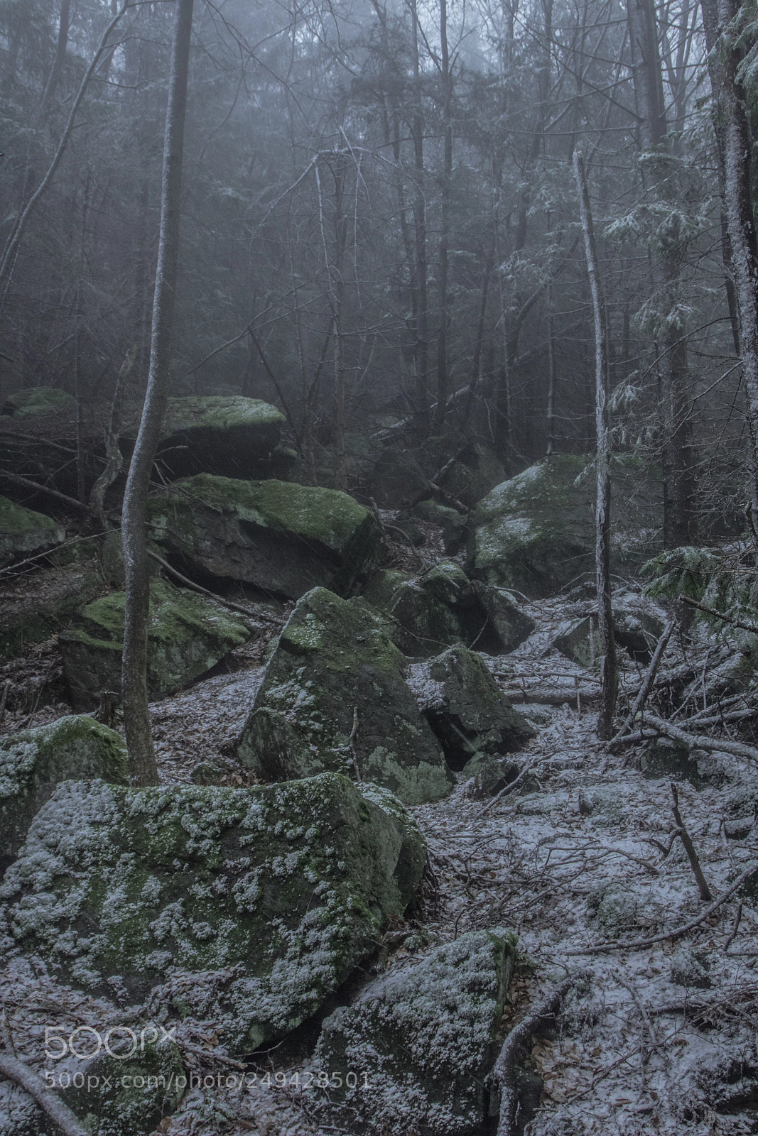 Canon EOS 760D (EOS Rebel T6s / EOS 8000D) sample photo. Foggy forest photography