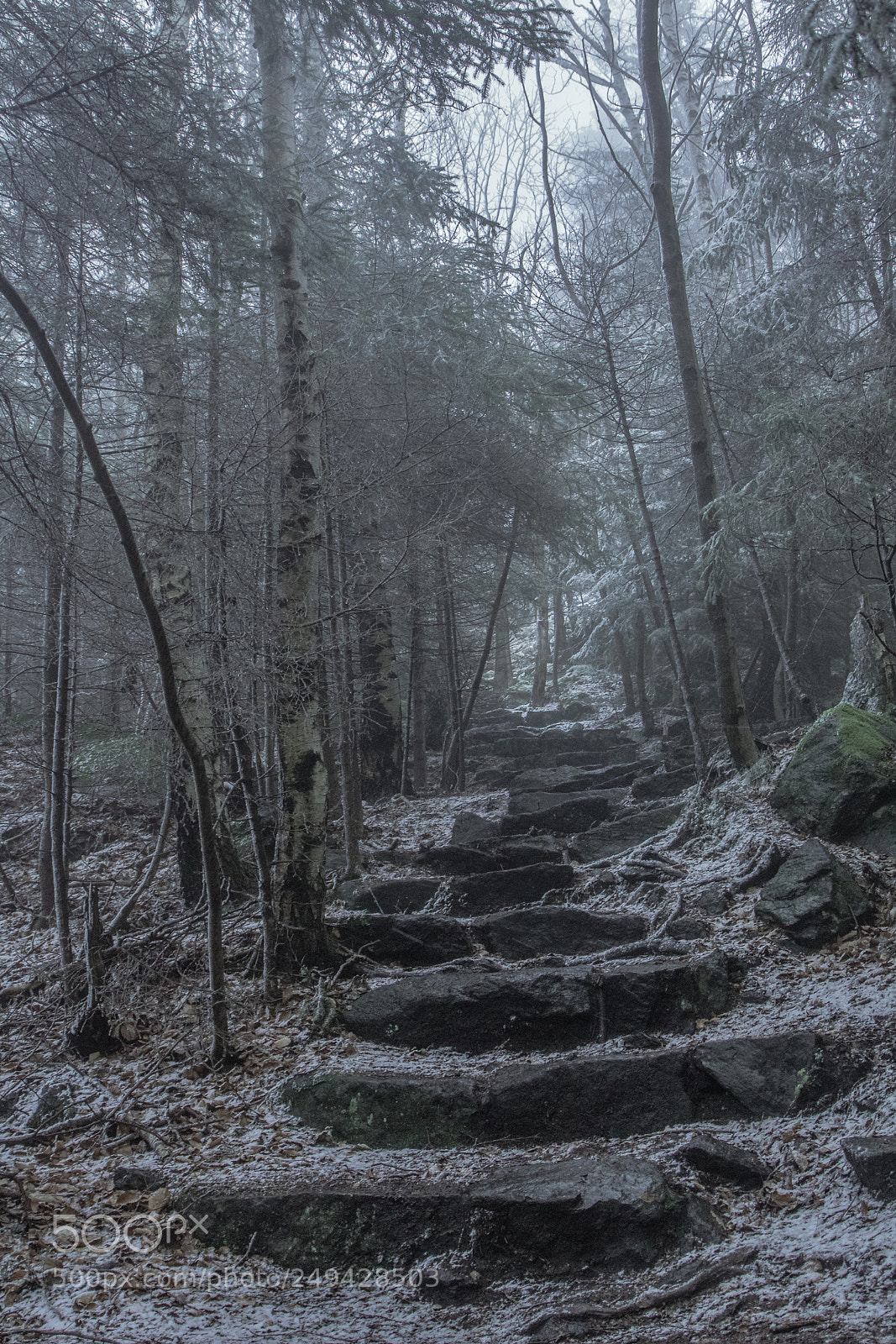 Canon EOS 760D (EOS Rebel T6s / EOS 8000D) sample photo. Foggy forest photography