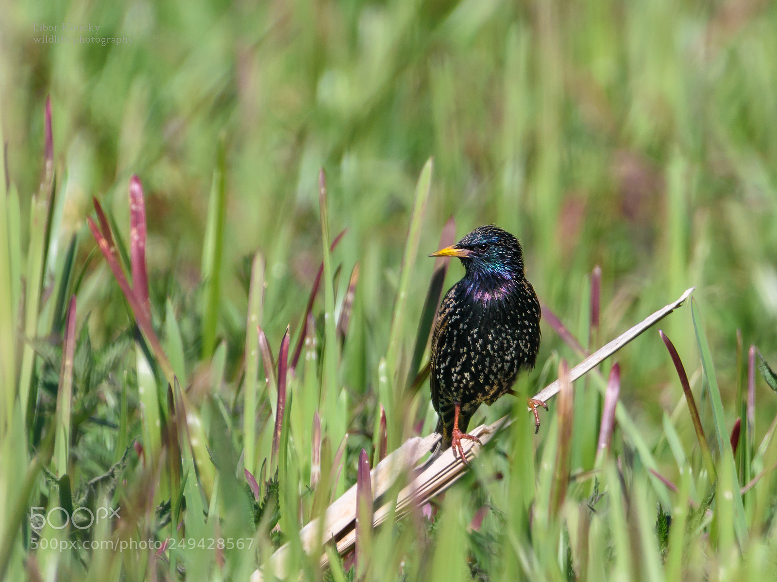 Nikon D5500 sample photo. Starling photography