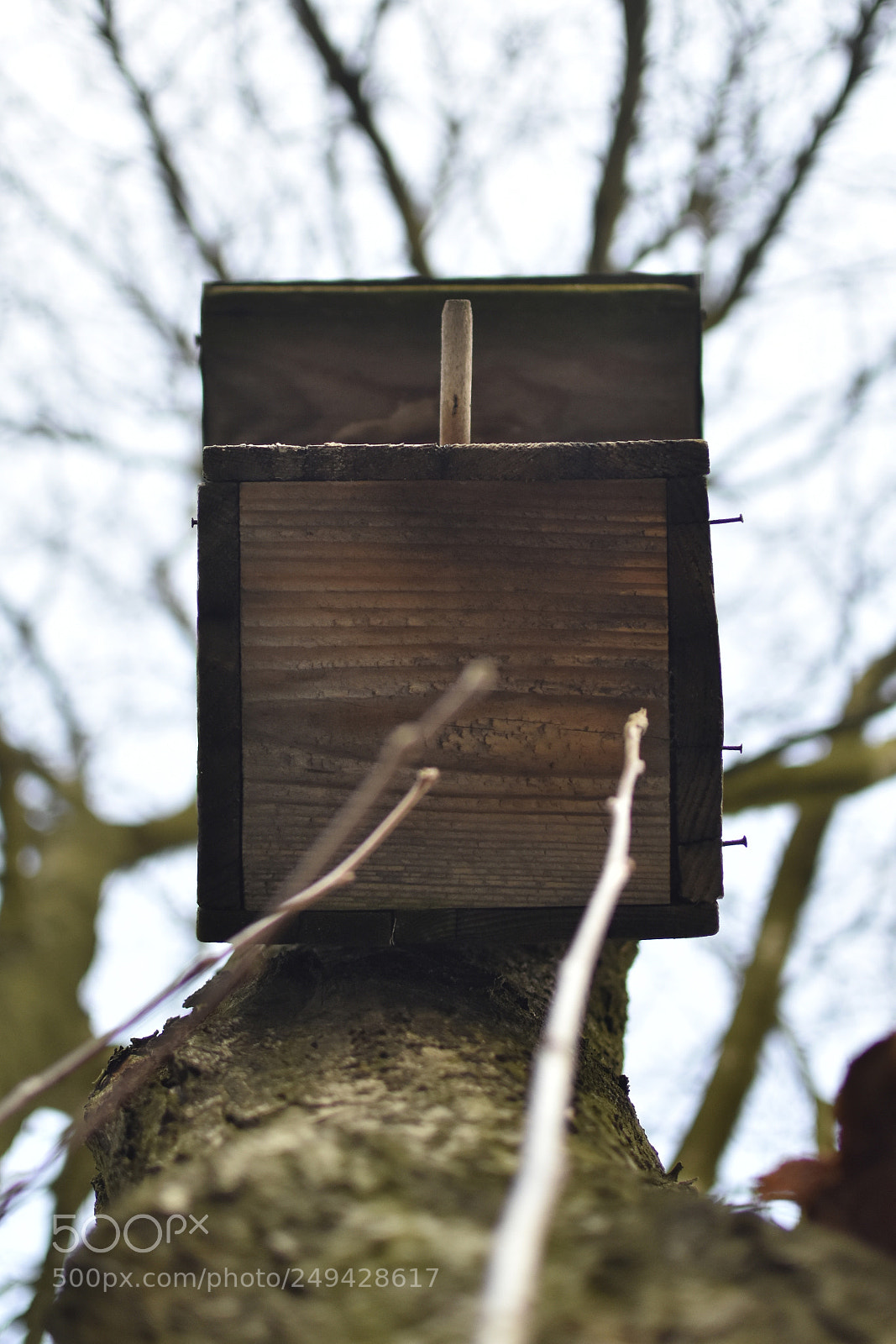 Nikon D5500 sample photo. Feeder photography
