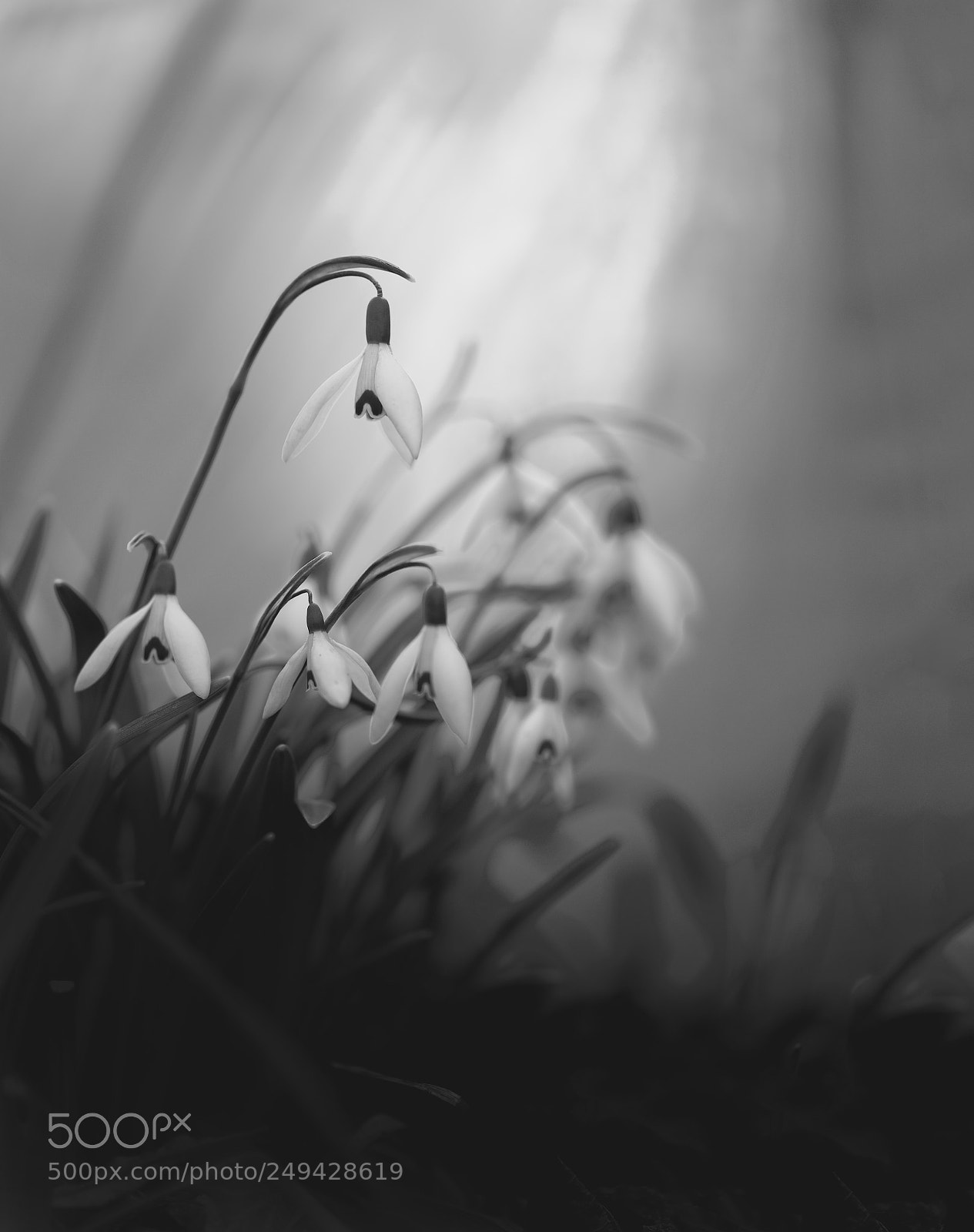 Fujifilm GFX 50S sample photo. Schneeglöckchen ii photography