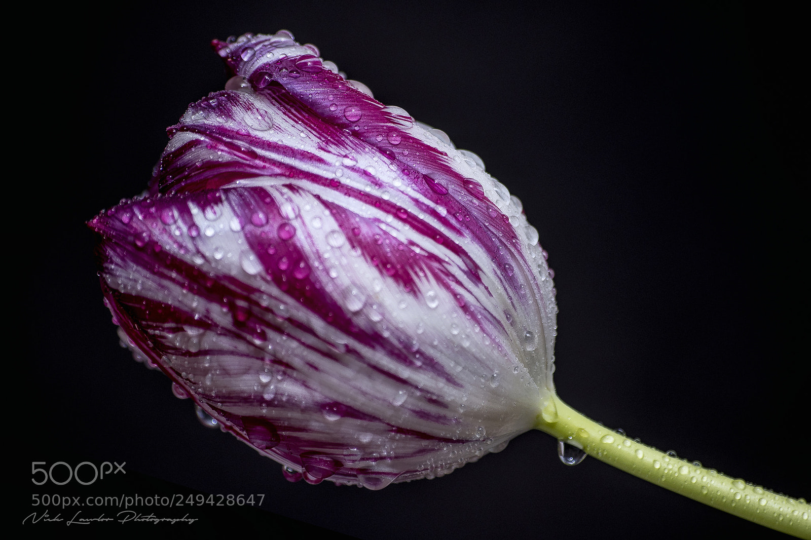 Canon EOS 80D sample photo. Rainy day tulip photography