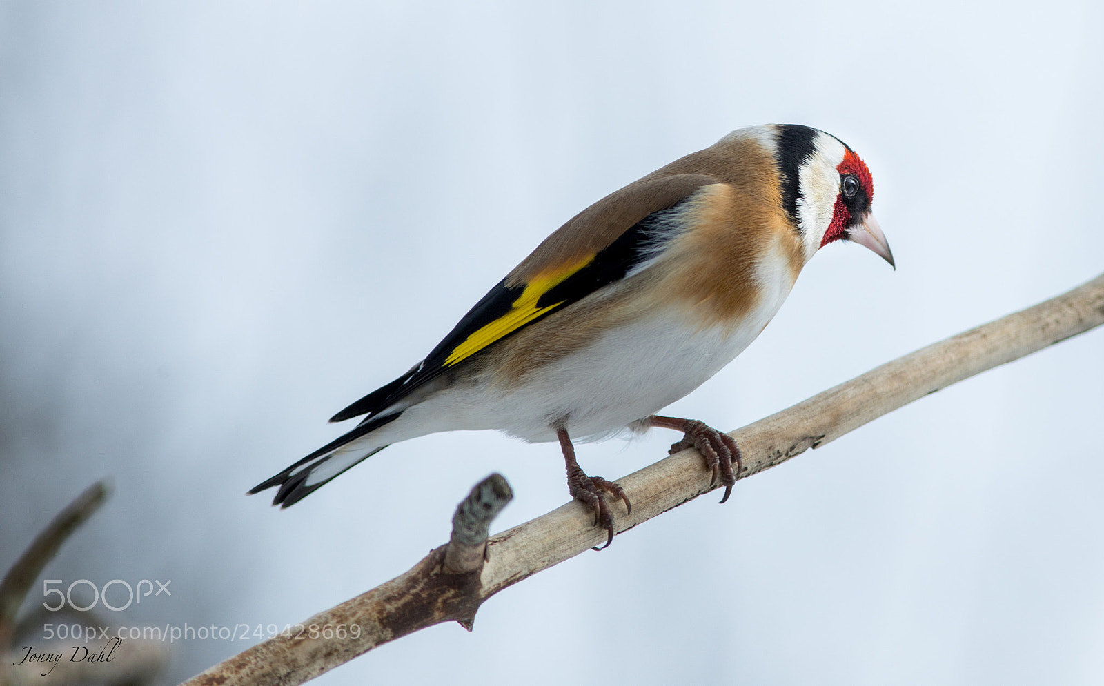 Canon EOS 5D Mark IV sample photo. Goldfinch photography