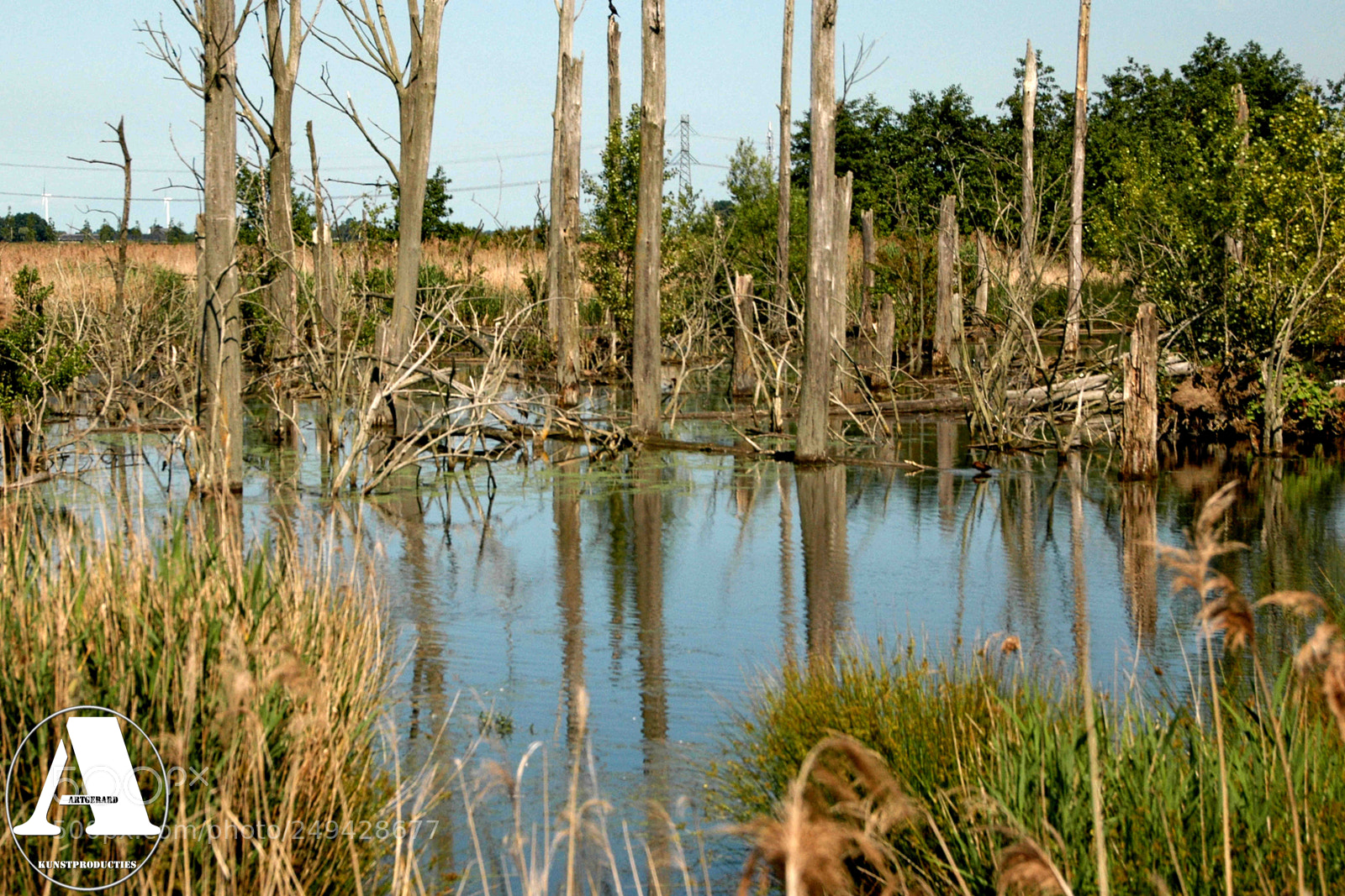 Nikon D70s sample photo. Swamp photography